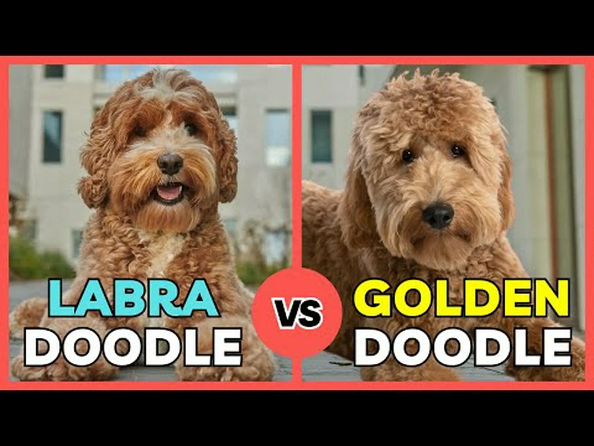 ラブラドゥードルとゴールデンドゥードル: 5 つの主な違い ラブラドゥードルとゴールデンドゥードル: 5 つの主な違い