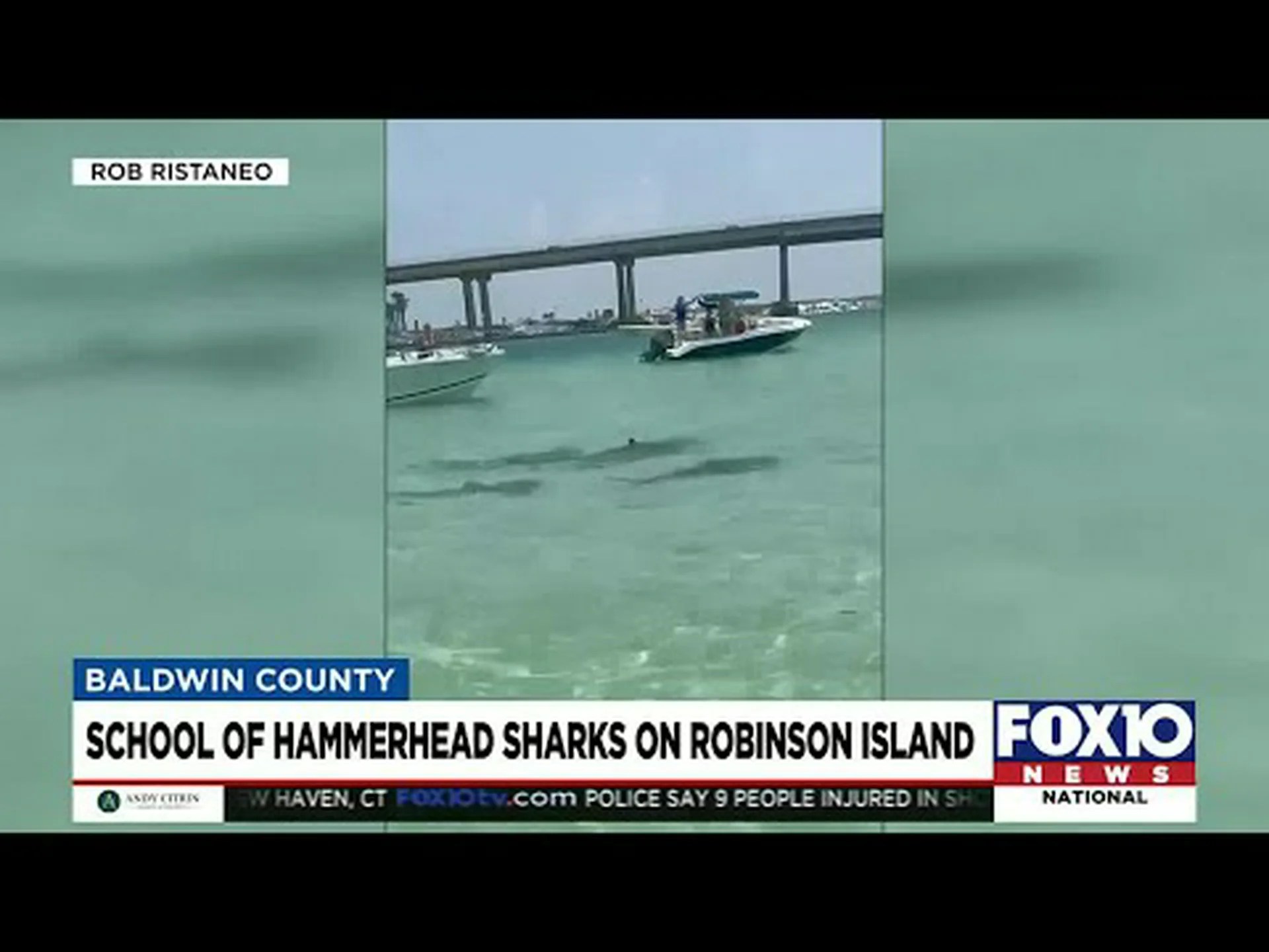 必死に水から飛び出すボート乗りたちをシュモクザメが取り囲む様子をご覧ください 必死に水から飛び出すボート乗りたちをシュモクザメが取り囲む様子をご覧ください