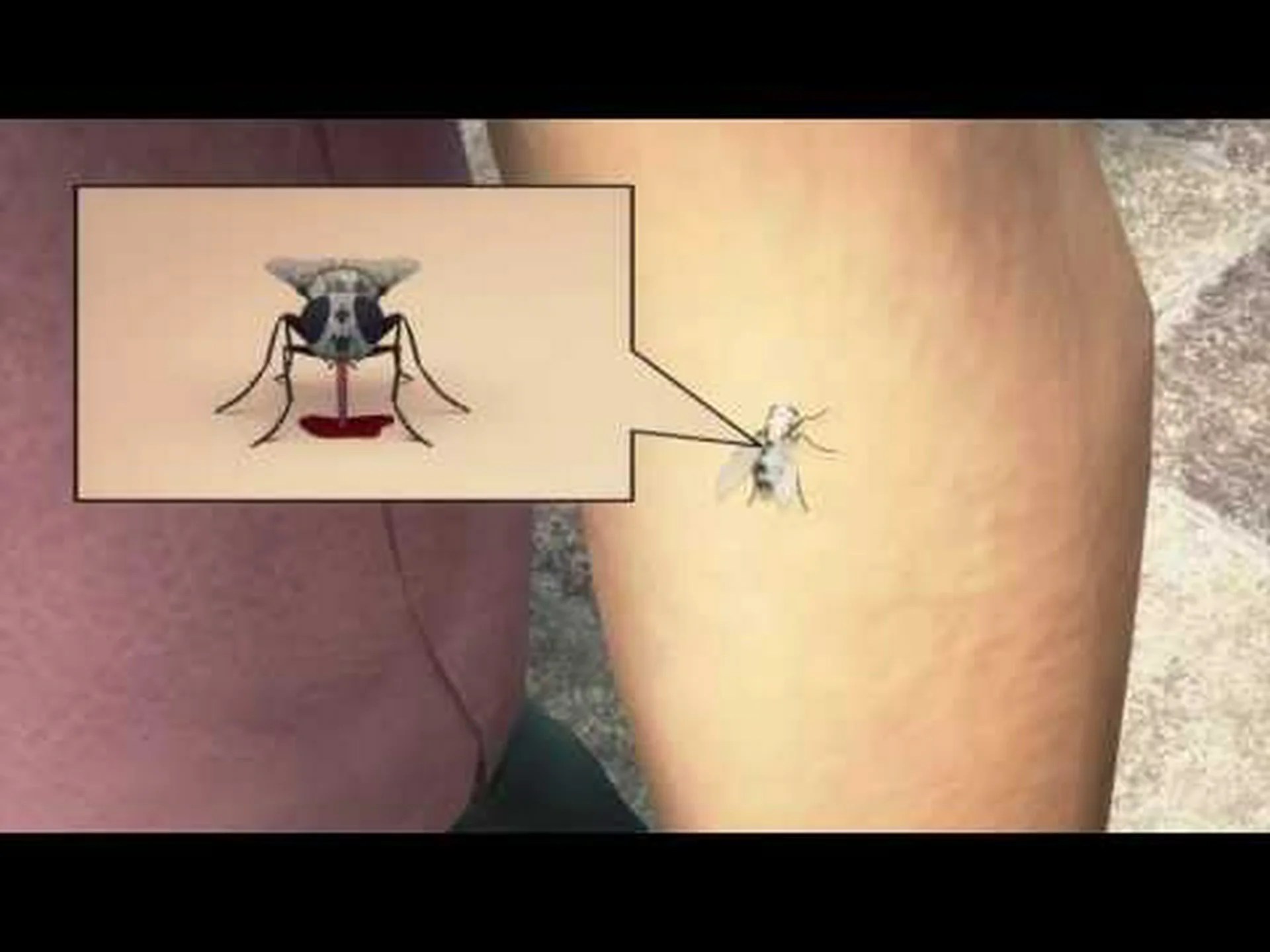 アブとイエバエ: 違いを見分ける方法 アブとイエバエ: 違いを見分ける方法