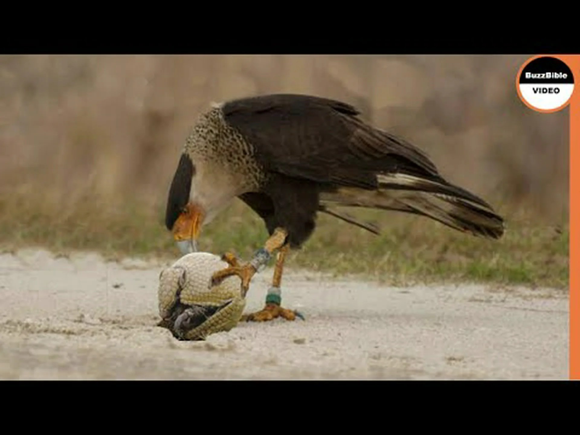 現実のトランスフォーマーのように、アルマジロが自らを難攻不落のボールに丸める様子を目撃してください。 現実のトランスフォーマーのように、アルマジロが自らを難攻不落のボールに丸める様子を目撃してください。