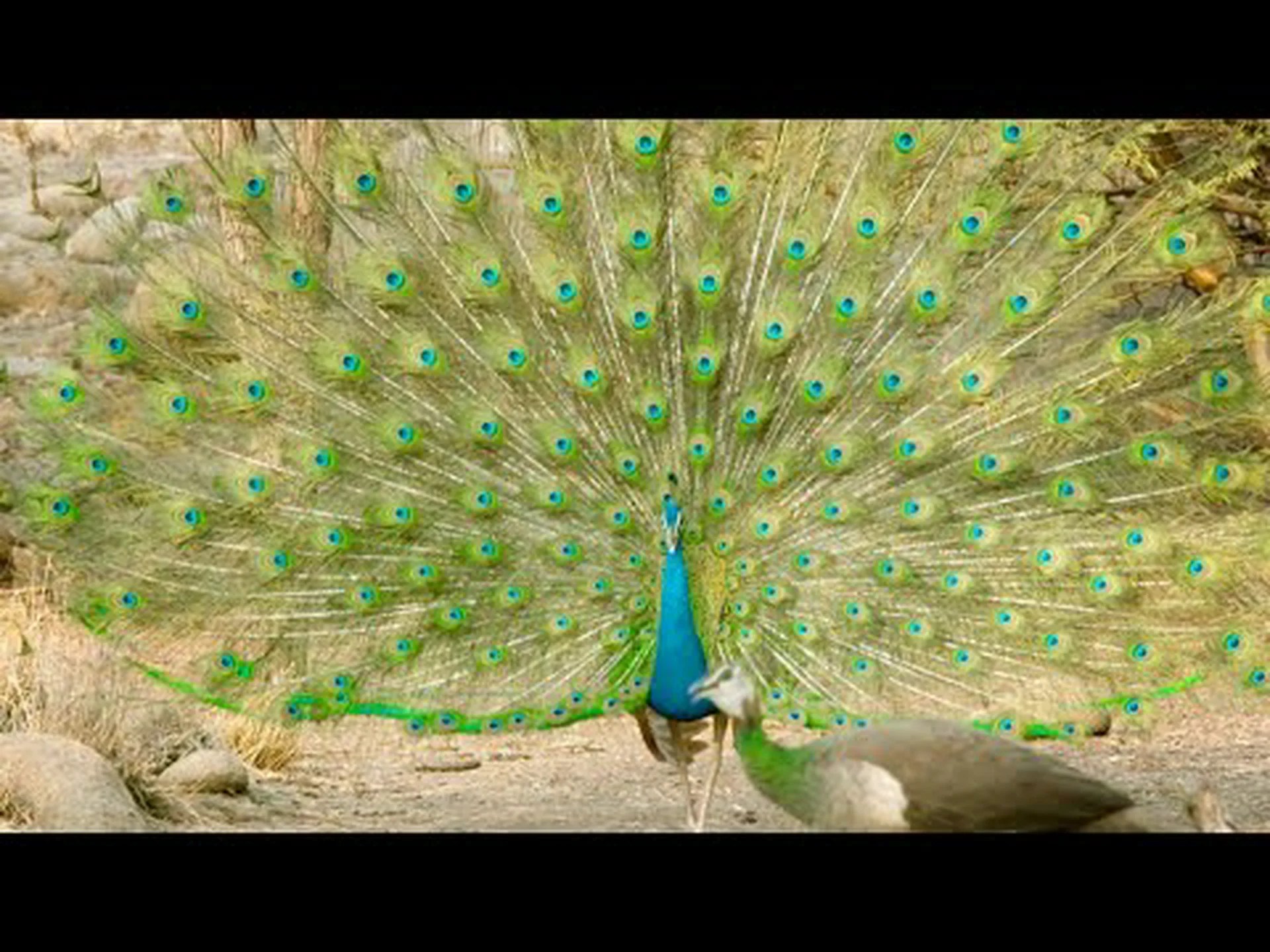 全国孔雀の日: 3 月 25 日 (プラス 25 の楽しいお祝い方法!) 全国孔雀の日: 3 月 25 日 (プラス 25 の楽しいお祝い方法!)