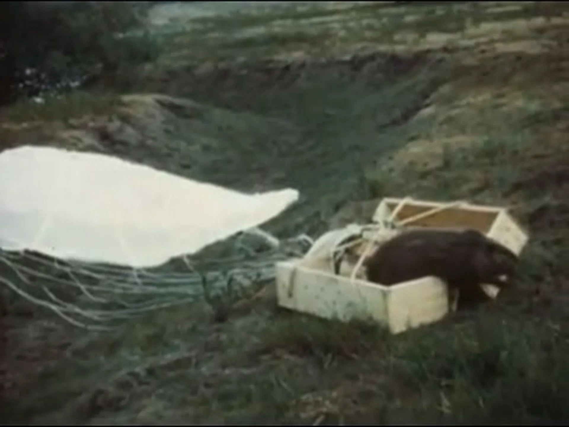 第二次世界大戦中に76頭のビーバーがパラシュートを使ってアイダホ州の荒野に飛び込む様子をご覧ください 第二次世界大戦中に76頭のビーバーがパラシュートを使ってアイダホ州の荒野に飛び込む様子をご覧ください