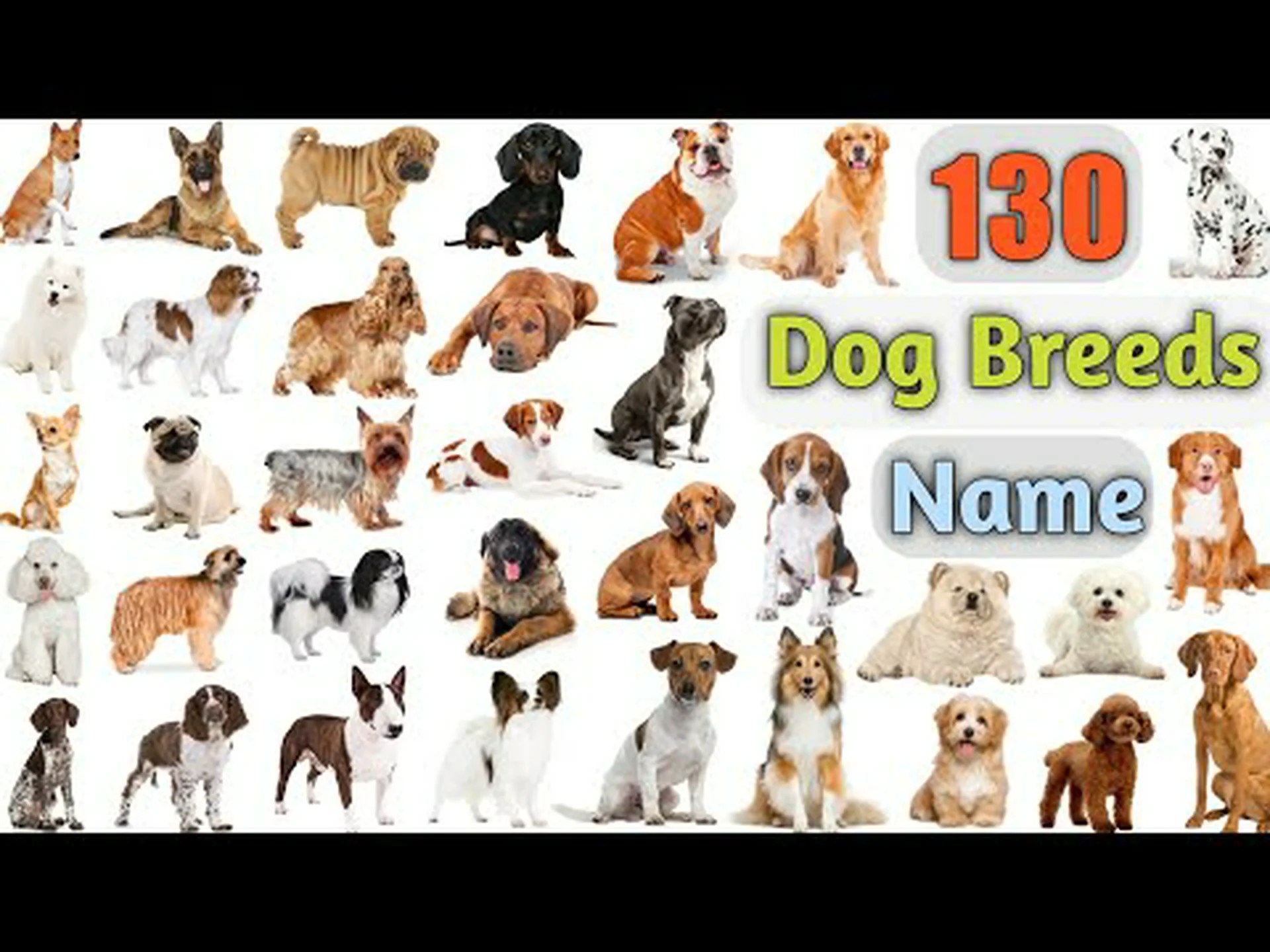 レディとトランプってどんな犬?品種情報、写真、事実 レディとトランプってどんな犬?品種情報、写真、事実