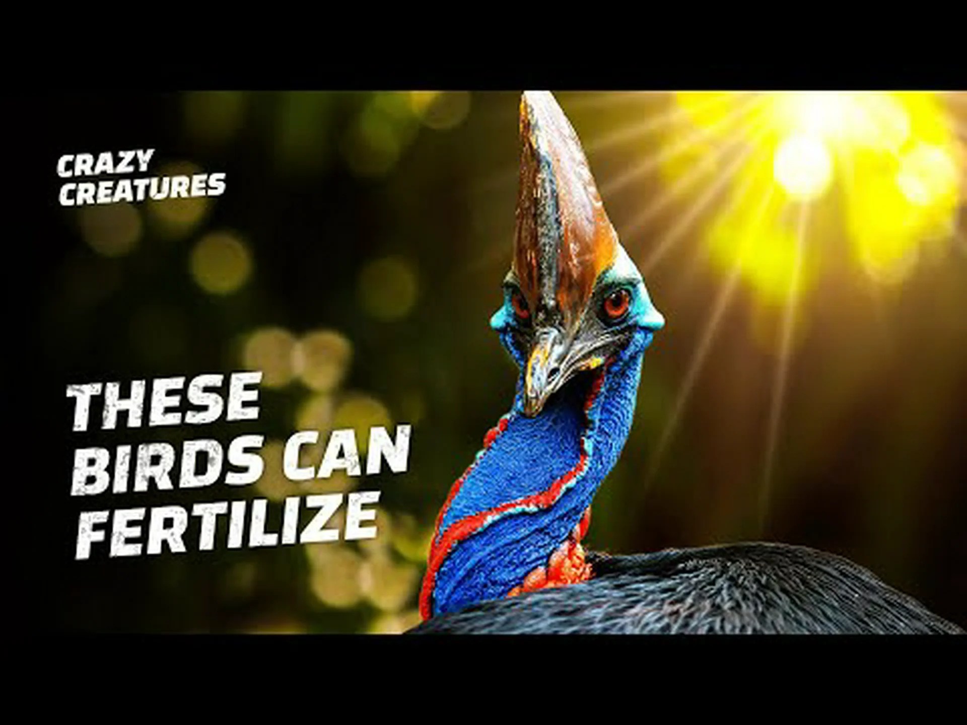 クジャクの糞: あなたが今まで知りたかったすべて クジャクの糞: あなたが今まで知りたかったすべて