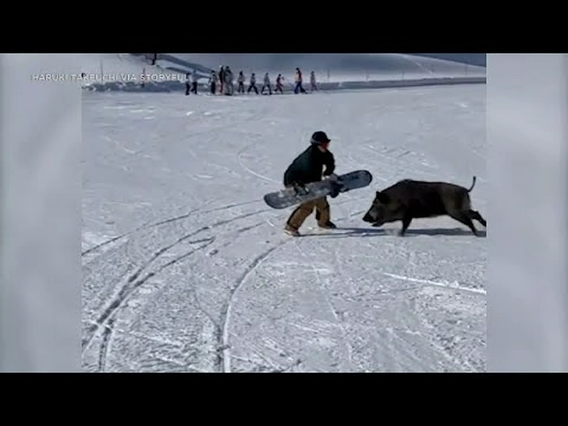 突進してくるイノシシをボードを使って追い出す頭の回転の速いスノーボーダーの様子をご覧ください 突進してくるイノシシをボードを使って追い出す頭の回転の速いスノーボーダーの様子をご覧ください