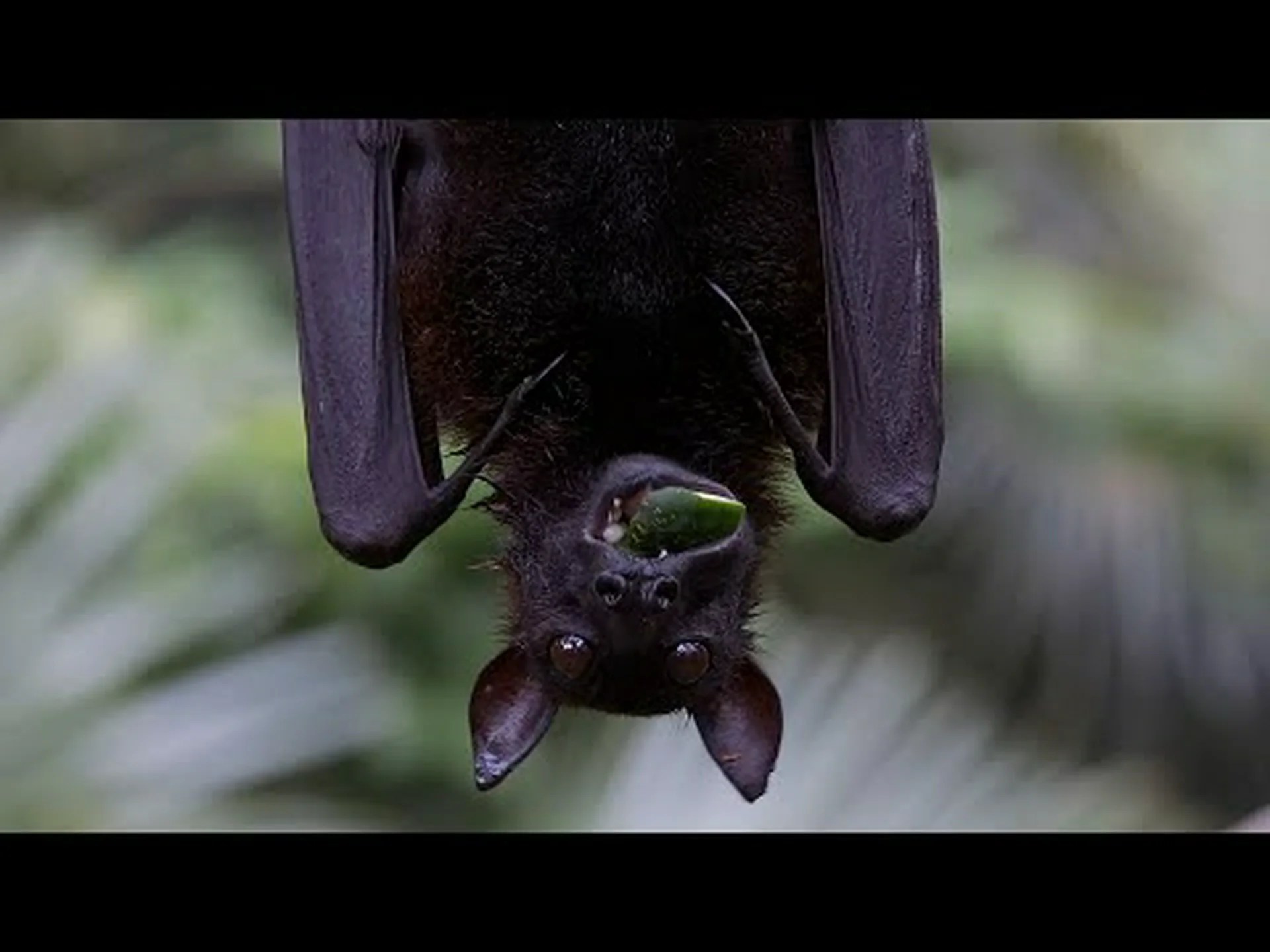コウモリの寿命: コウモリはどのくらい生きますか? コウモリの寿命: コウモリはどのくらい生きますか?