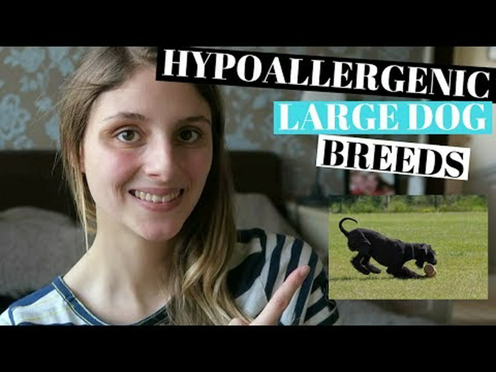 最も人気のある9つの大型犬、低アレルギー性犬種をご覧ください 最も人気のある9つの大型犬、低アレルギー性犬種をご覧ください