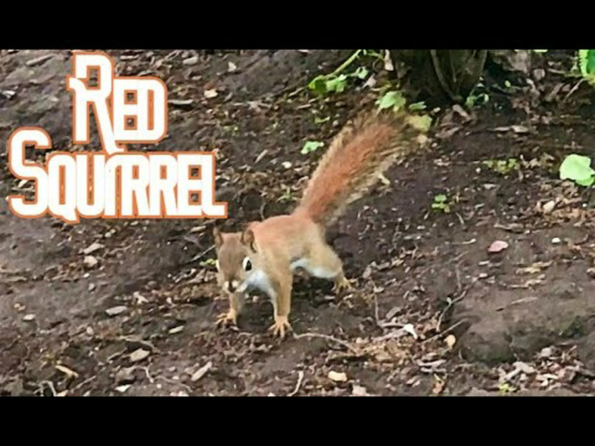 赤リスとシマリス: 主な違いの説明 赤リスとシマリス: 主な違いの説明