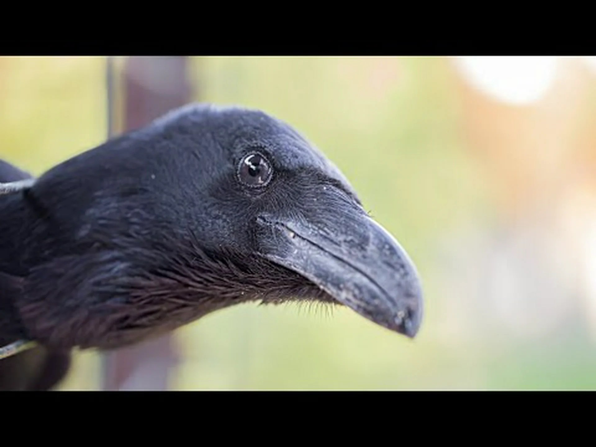 ペットとしてのカラスとカラス:事前に知っておくべきメリットとデメリット ペットとしてのカラスとカラス:事前に知っておくべきメリットとデメリット