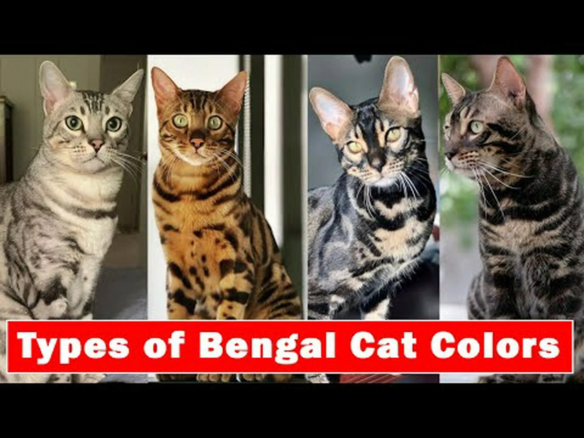 ベンガル猫の色: 最も珍しいものから最も一般的なものまで ベンガル猫の色: 最も珍しいものから最も一般的なものまで