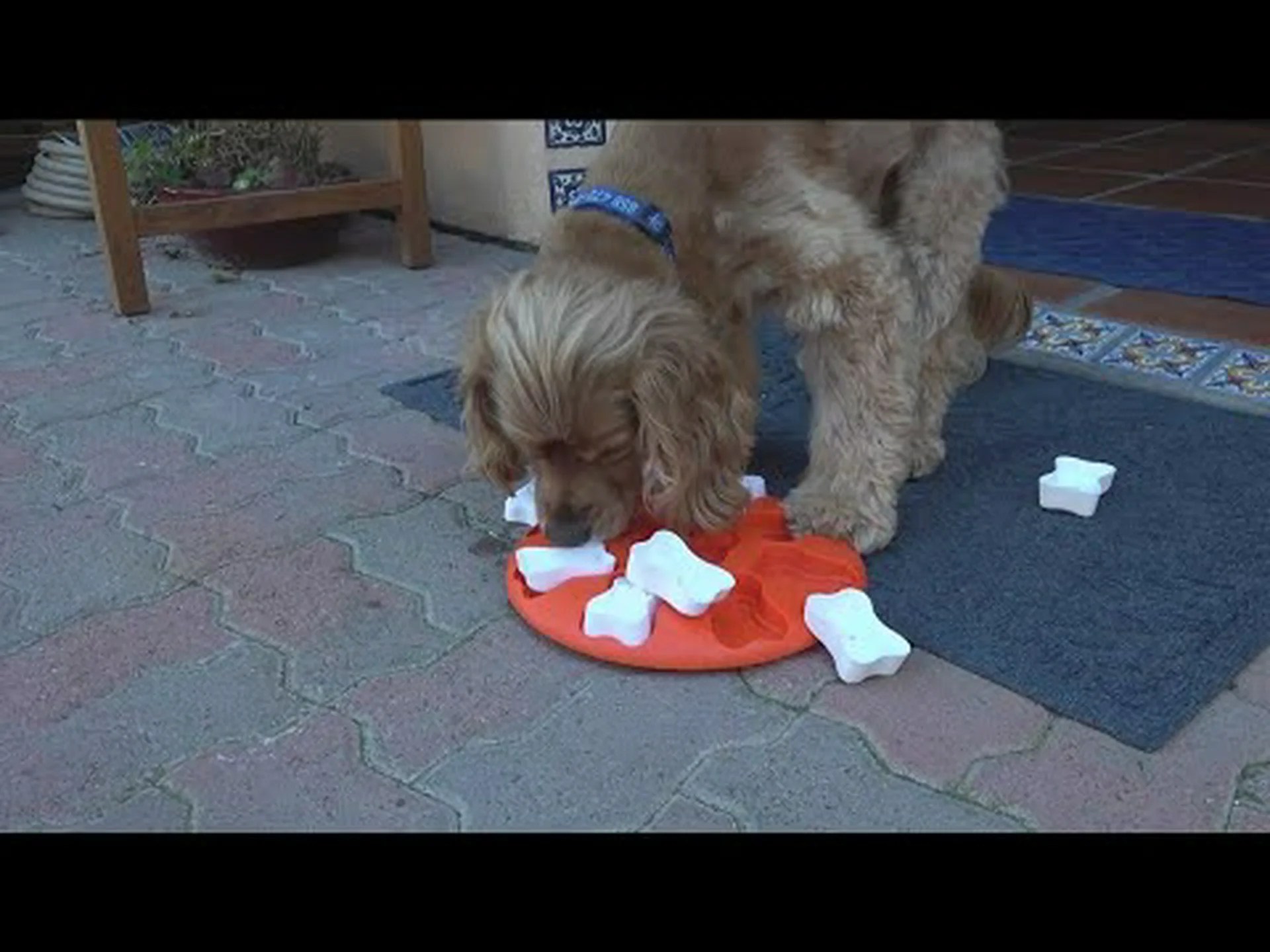 犬は感謝祭の食べ物を食べても大丈夫ですか?最終的な答えを参照してください 犬は感謝祭の食べ物を食べても大丈夫ですか?最終的な答えを参照してください
