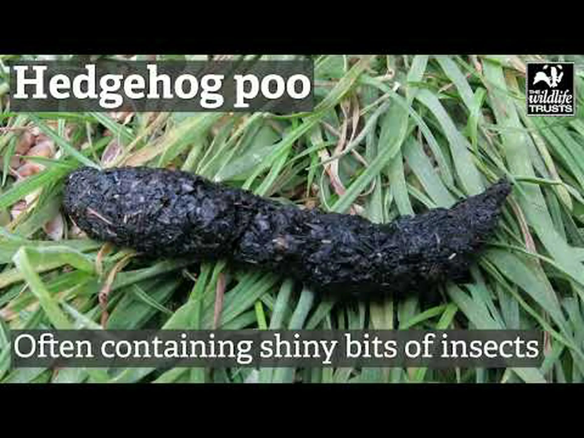 馬の糞: あなたが今まで知りたかったすべて 馬の糞: あなたが今まで知りたかったすべて