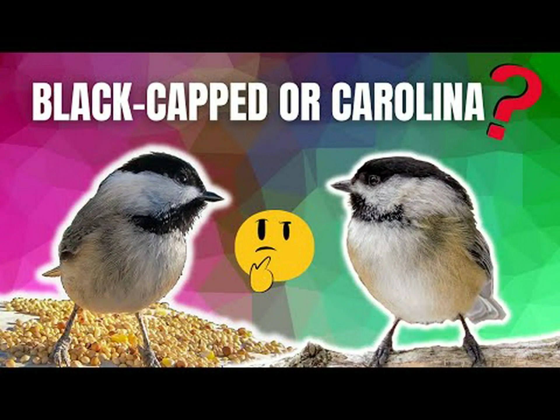 アメリカコガラとカロライナコガラ: 6 つの主な違い アメリカコガラとカロライナコガラ: 6 つの主な違い