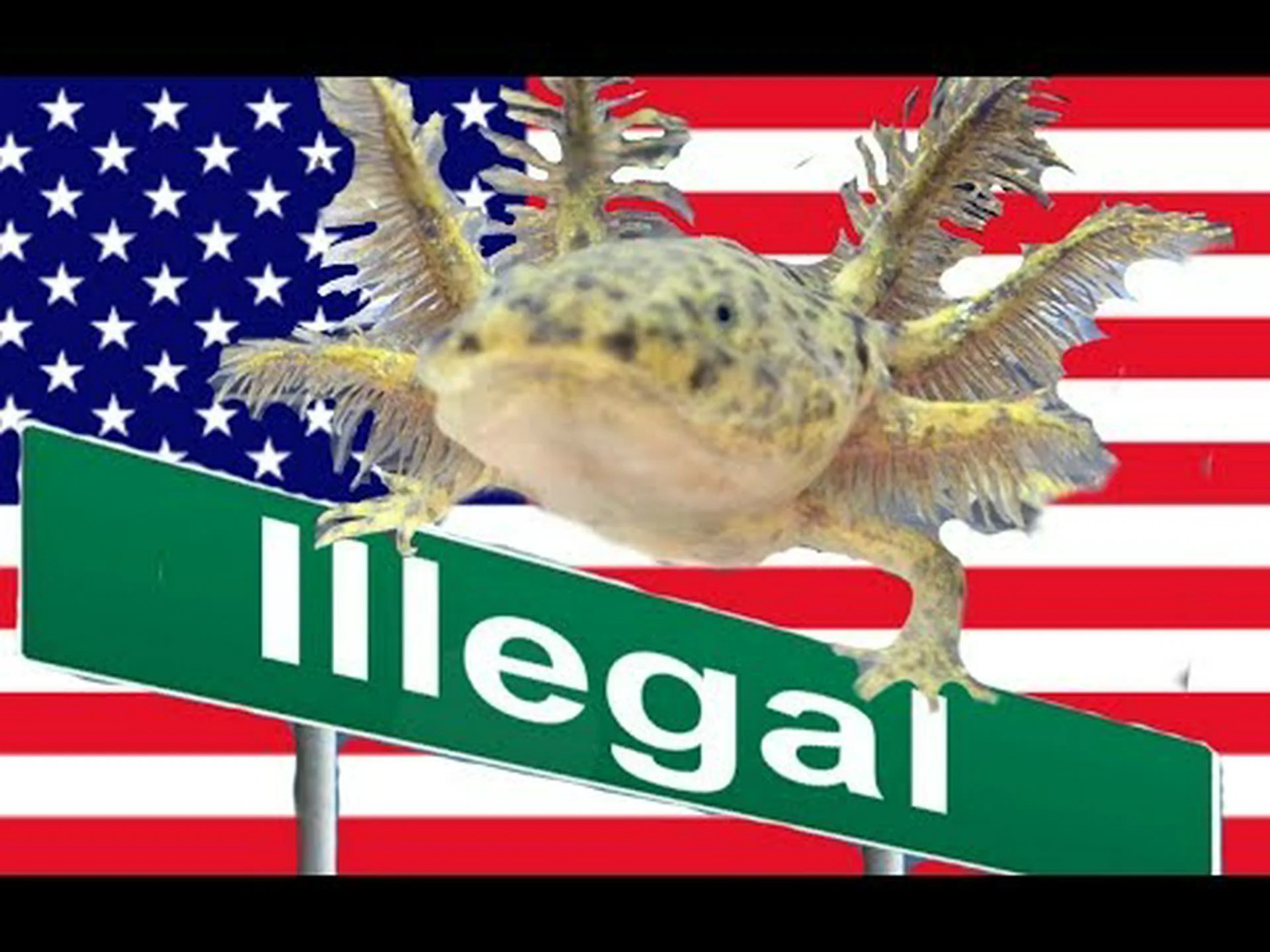 アホロートルはテキサス州では違法ですか? アホロートルはテキサス州では違法ですか?