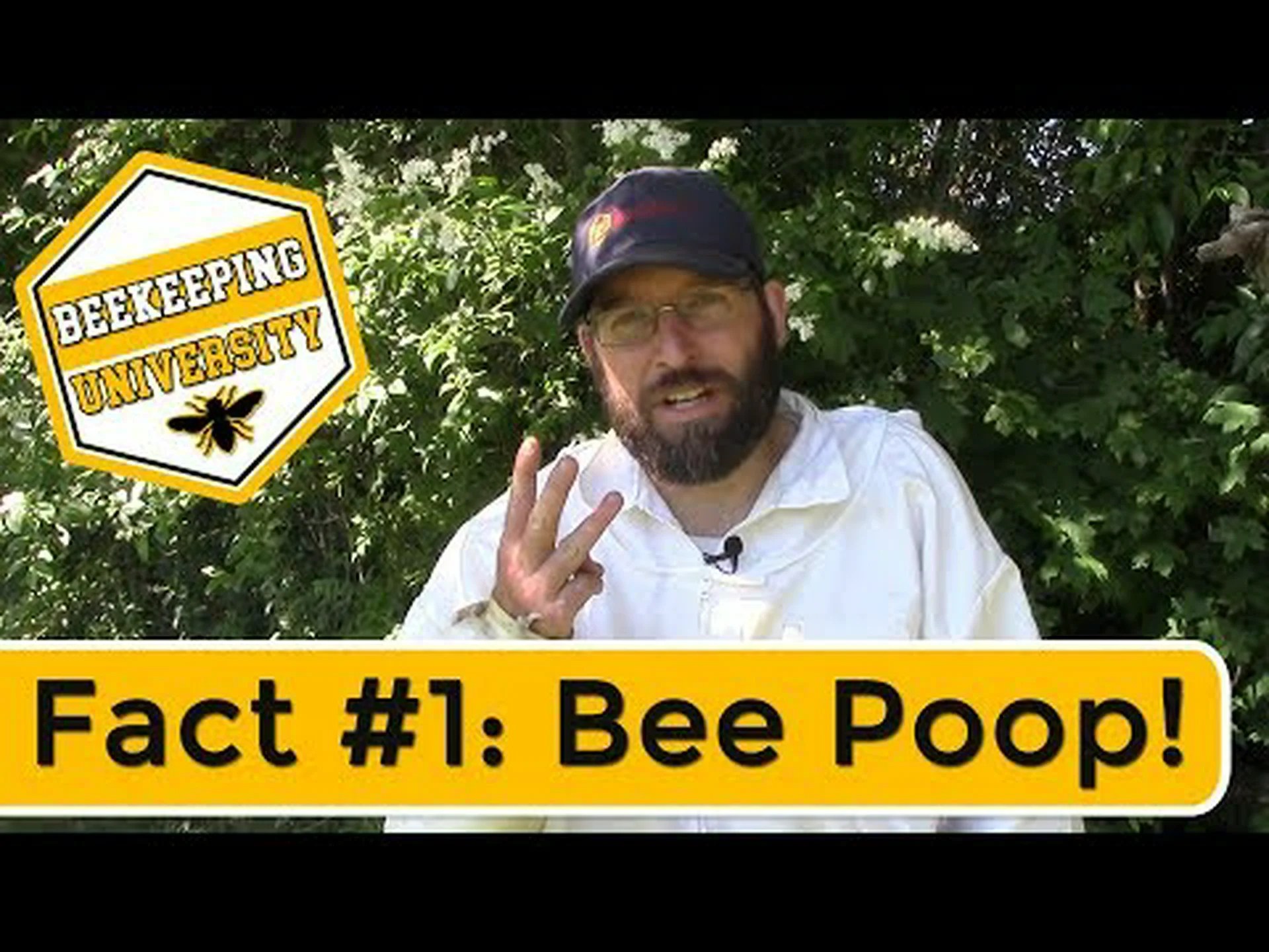 (蜂蜜)ミツバチはうんちをしますか?その他の身体機能の説明 (蜂蜜)ミツバチはうんちをしますか?その他の身体機能の説明