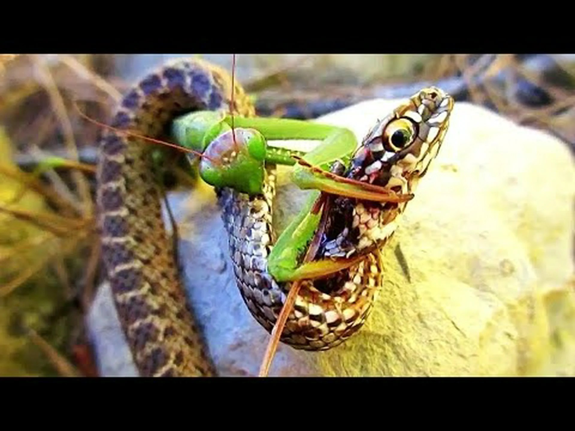 ヘビのように見える(実はヘビではない!)動物 10 匹 ヘビのように見える(実はヘビではない!)動物 10 匹