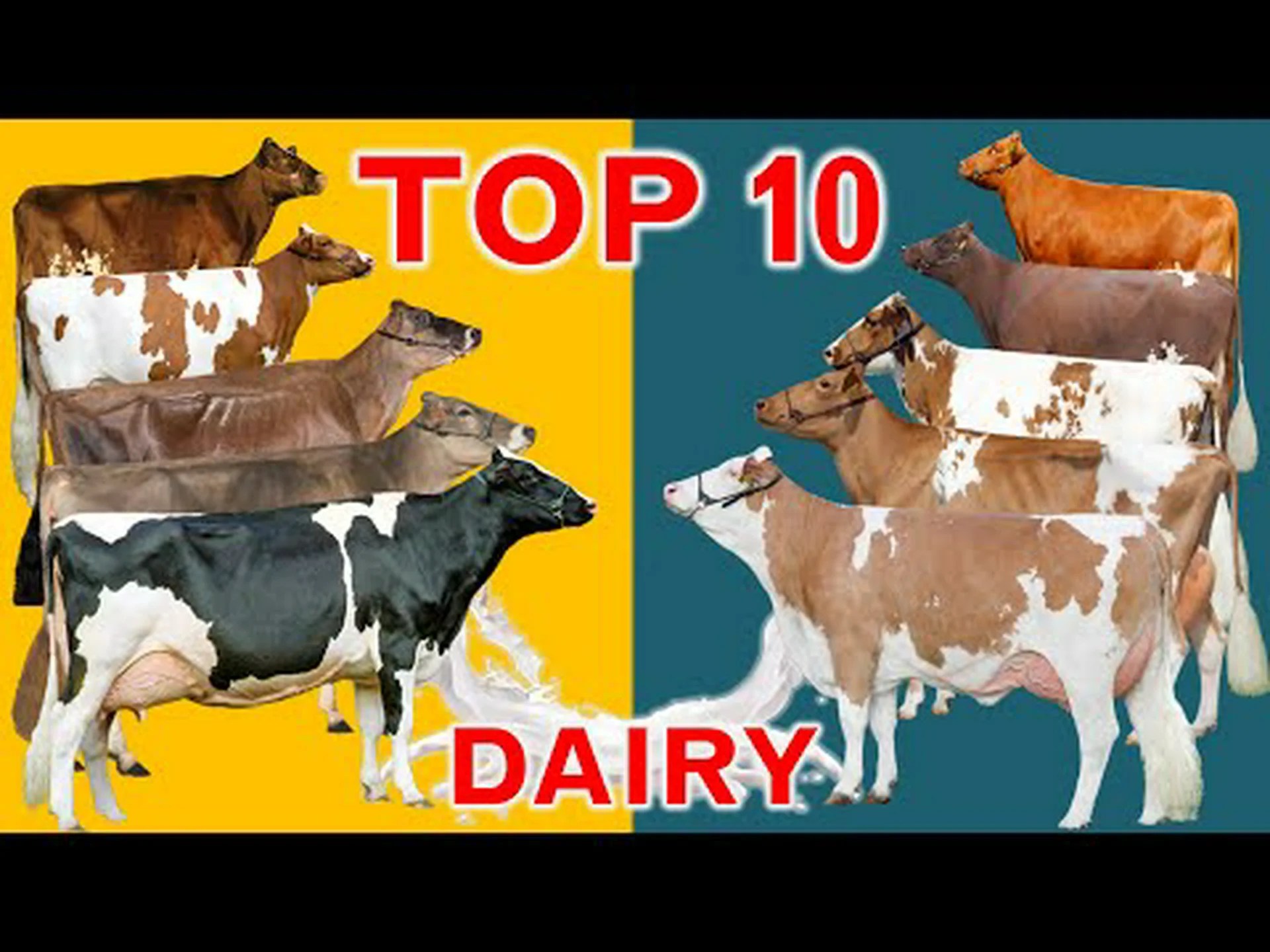 牛の色: 最も珍しいものから最も一般的なものまでの完全なリスト 牛の色: 最も珍しいものから最も一般的なものまでの完全なリスト