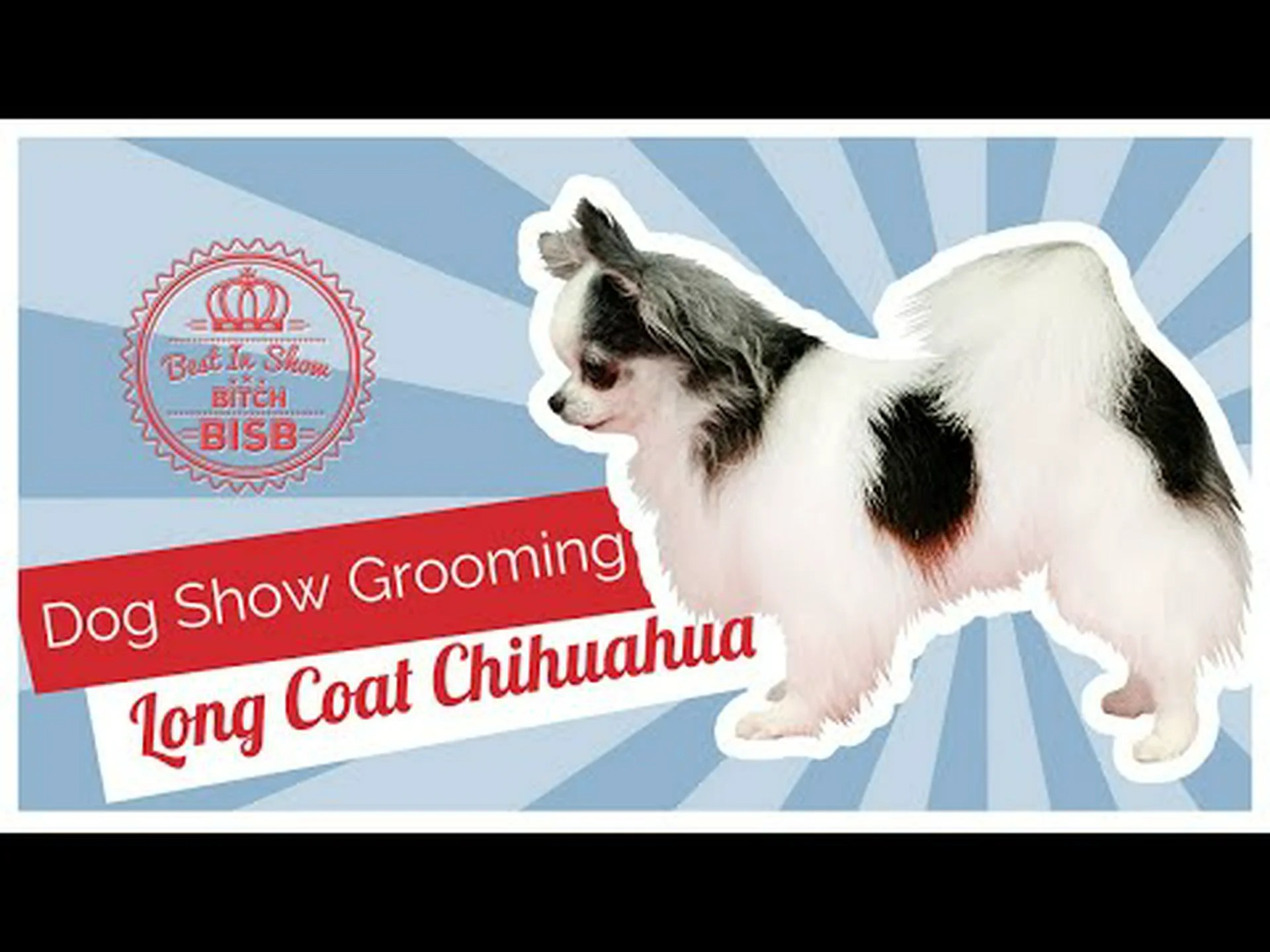 チワワのグルーミングの方法: 5 ステップ チワワのグルーミングの方法: 5 ステップ