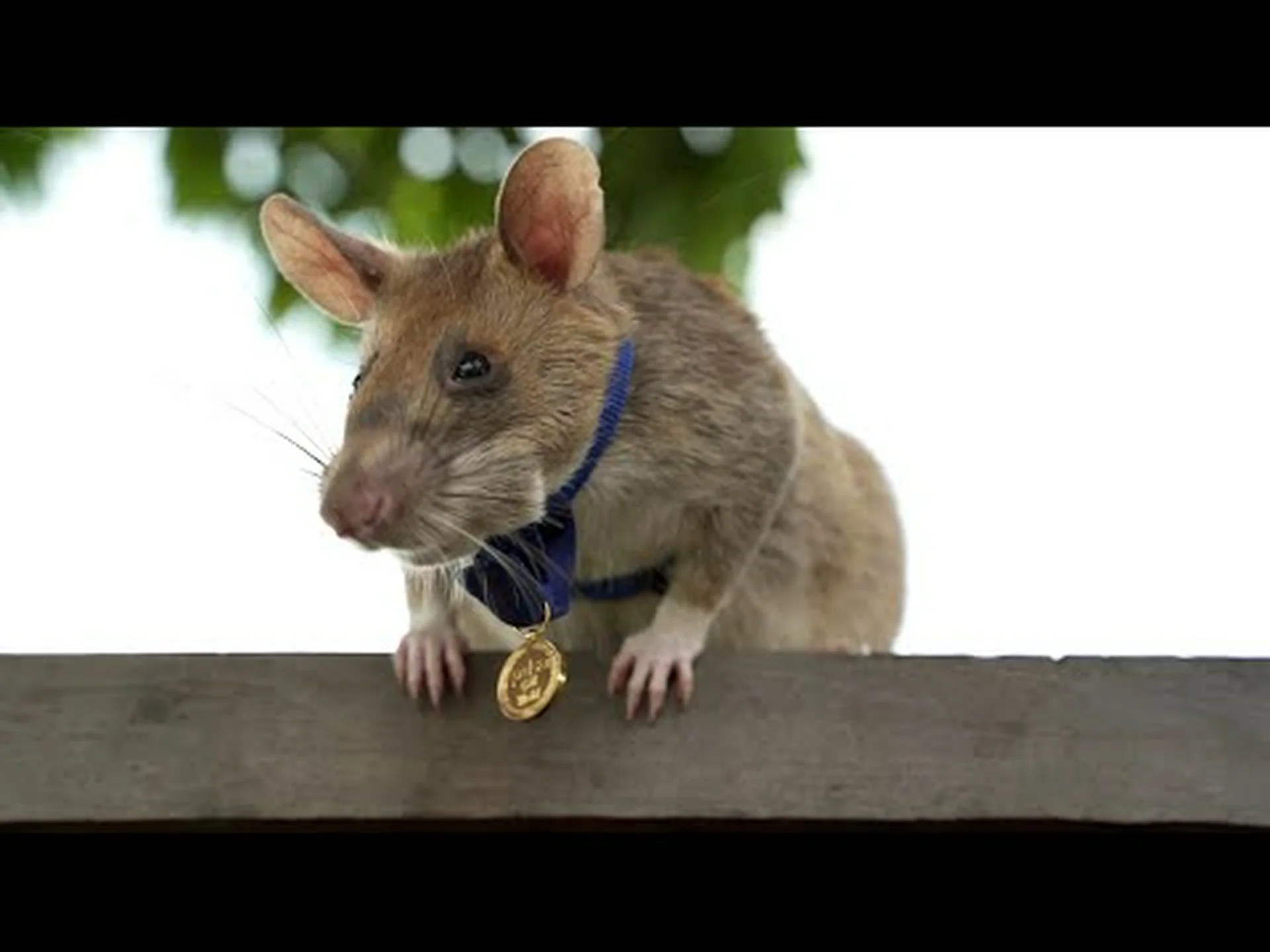 地下に隠れている齧歯類のオオアオサギの槍をピンポイントで観察する 地下に隠れている齧歯類のオオアオサギの槍をピンポイントで観察する