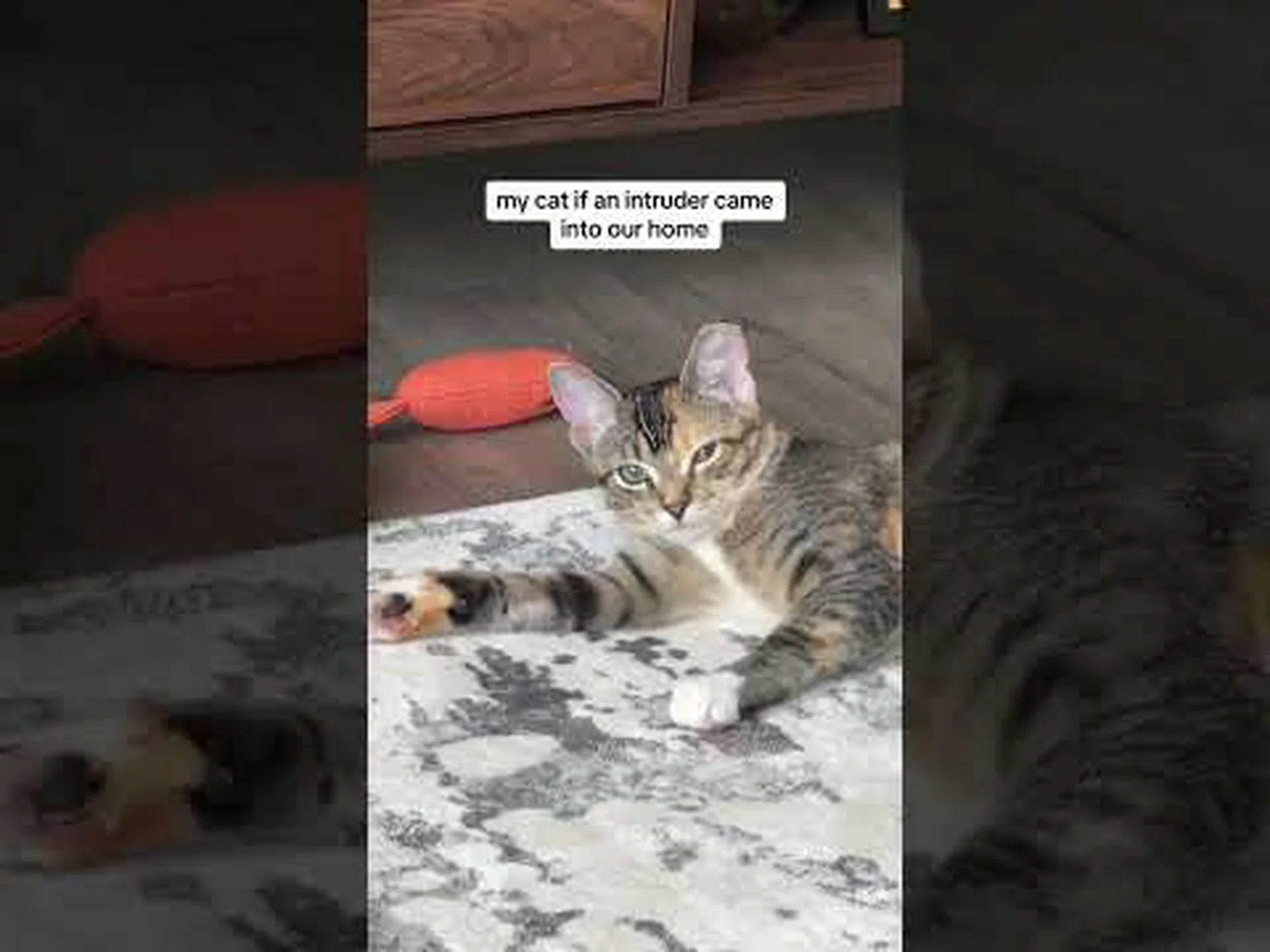 なぜ猫は目を細めるのか?猫が目を細める4つの理由 なぜ猫は目を細めるのか?猫が目を細める4つの理由