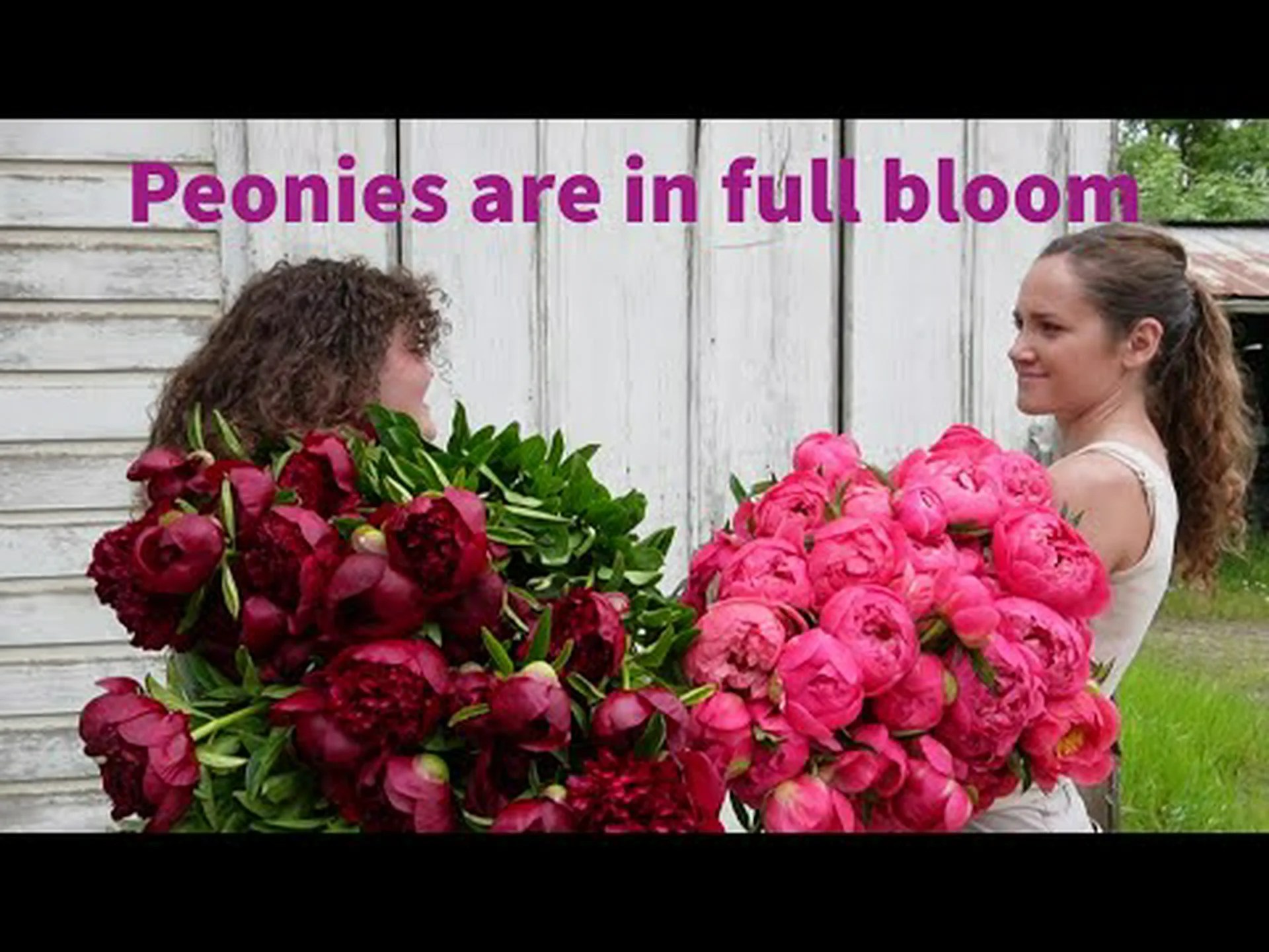 開花のピーク: アメリカ全土で牡丹が見頃になるのはいつですか? 開花のピーク: アメリカ全土で牡丹が見頃になるのはいつですか?