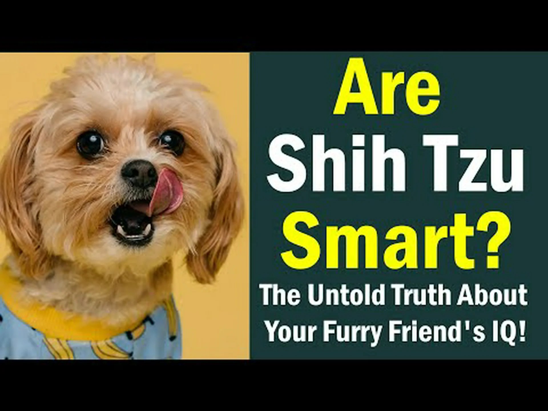 シーズーはどのくらい賢いのでしょうか?彼らの知性について私たちが知っていることすべて シーズーはどのくらい賢いのでしょうか?彼らの知性について私たちが知っていることすべて