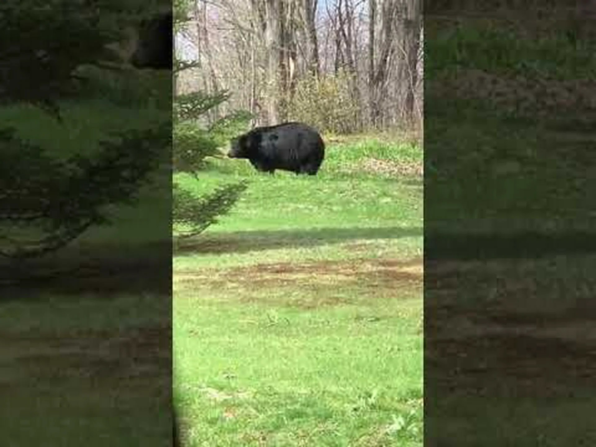 コネチカット州で捕獲された史上最大のクマを発見 コネチカット州で捕獲された史上最大のクマを発見