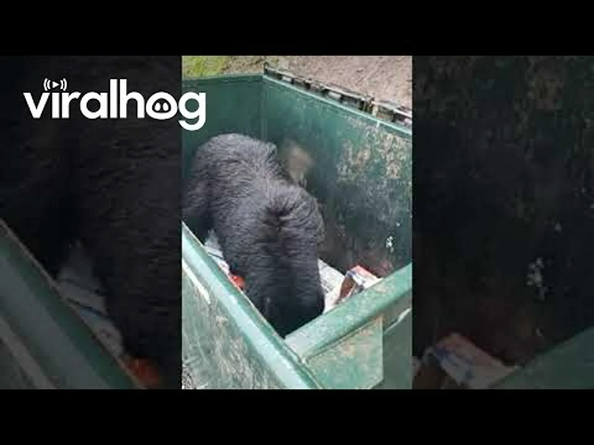 まるでゴミの王様のようにゴミ箱の上に登る背の高いクマ まるでゴミの王様のようにゴミ箱の上に登る背の高いクマ