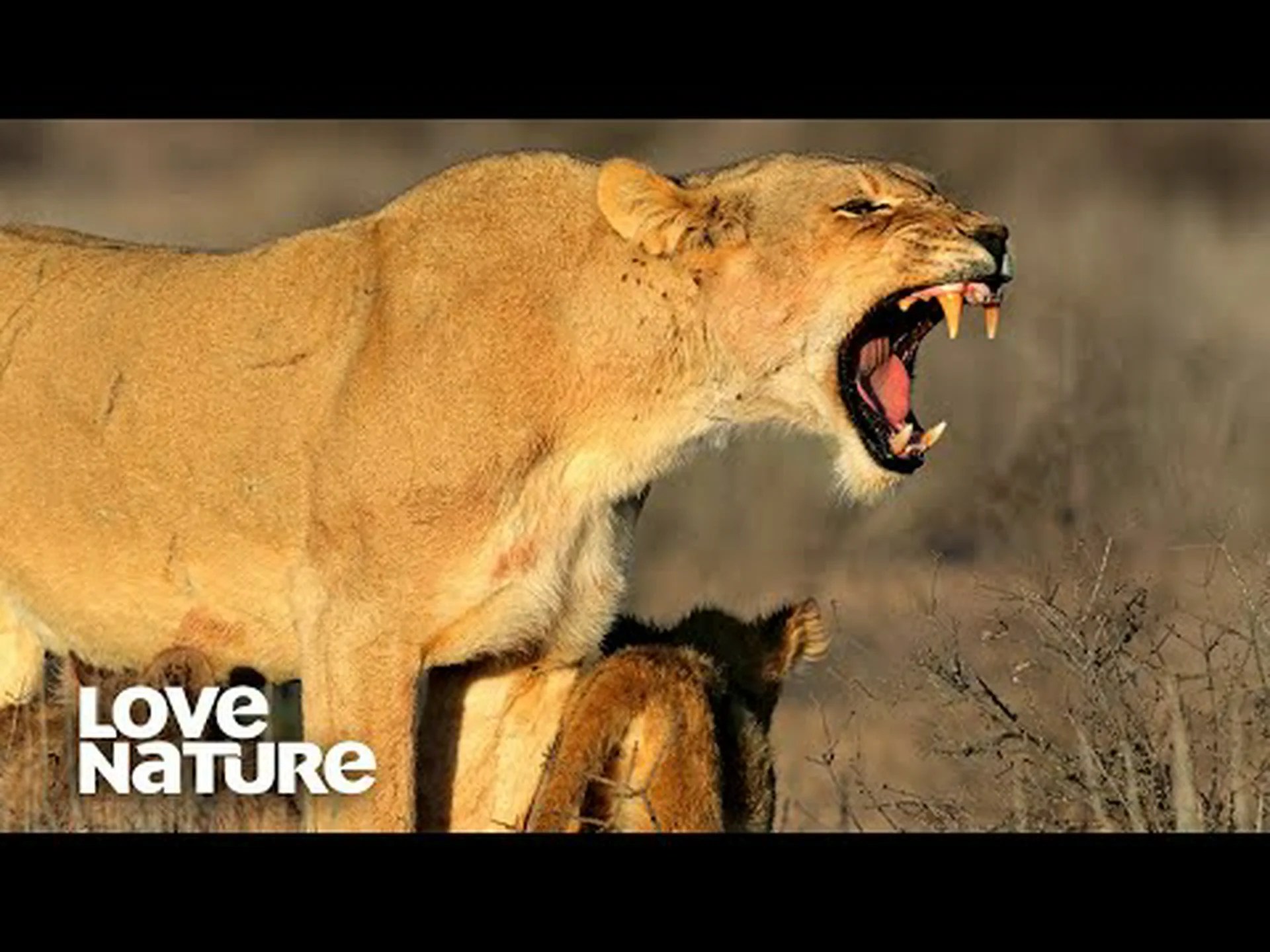 不法侵入した雄ライオンが、子ライオンを守る6頭の雌ライオンたちに集団で取り押さえられ、押さえつけられる 不法侵入した雄ライオンが、子ライオンを守る6頭の雌ライオンたちに集団で取り押さえられ、押さえつけられる