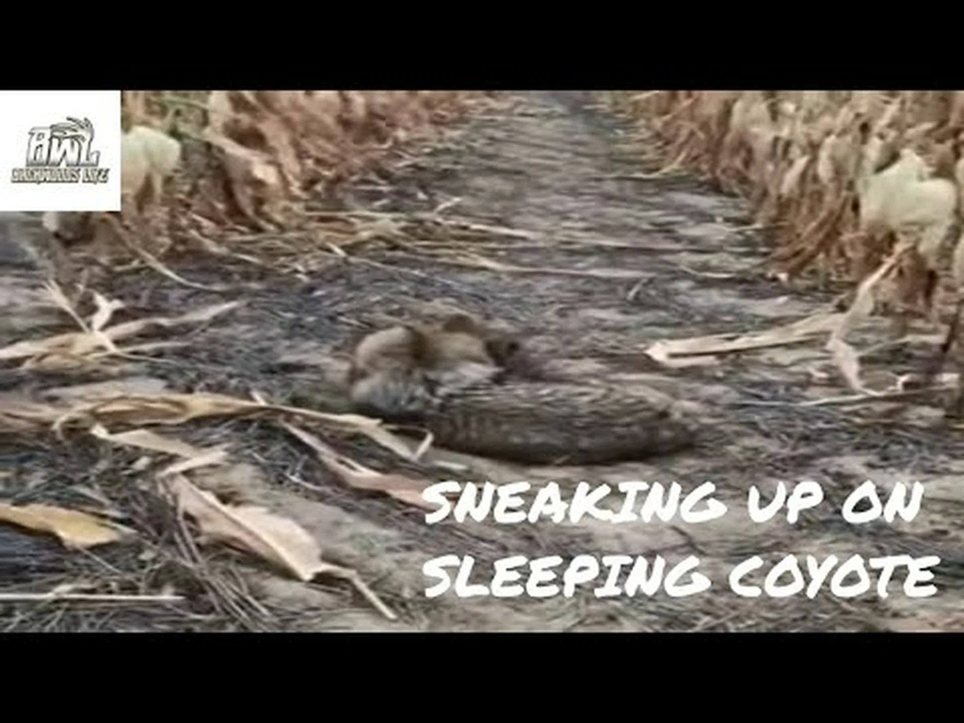 どういうわけか、眠っているコヨーテに忍び寄るのは良いアイデアのように思えました どういうわけか、眠っているコヨーテに忍び寄るのは良いアイデアのように思えました