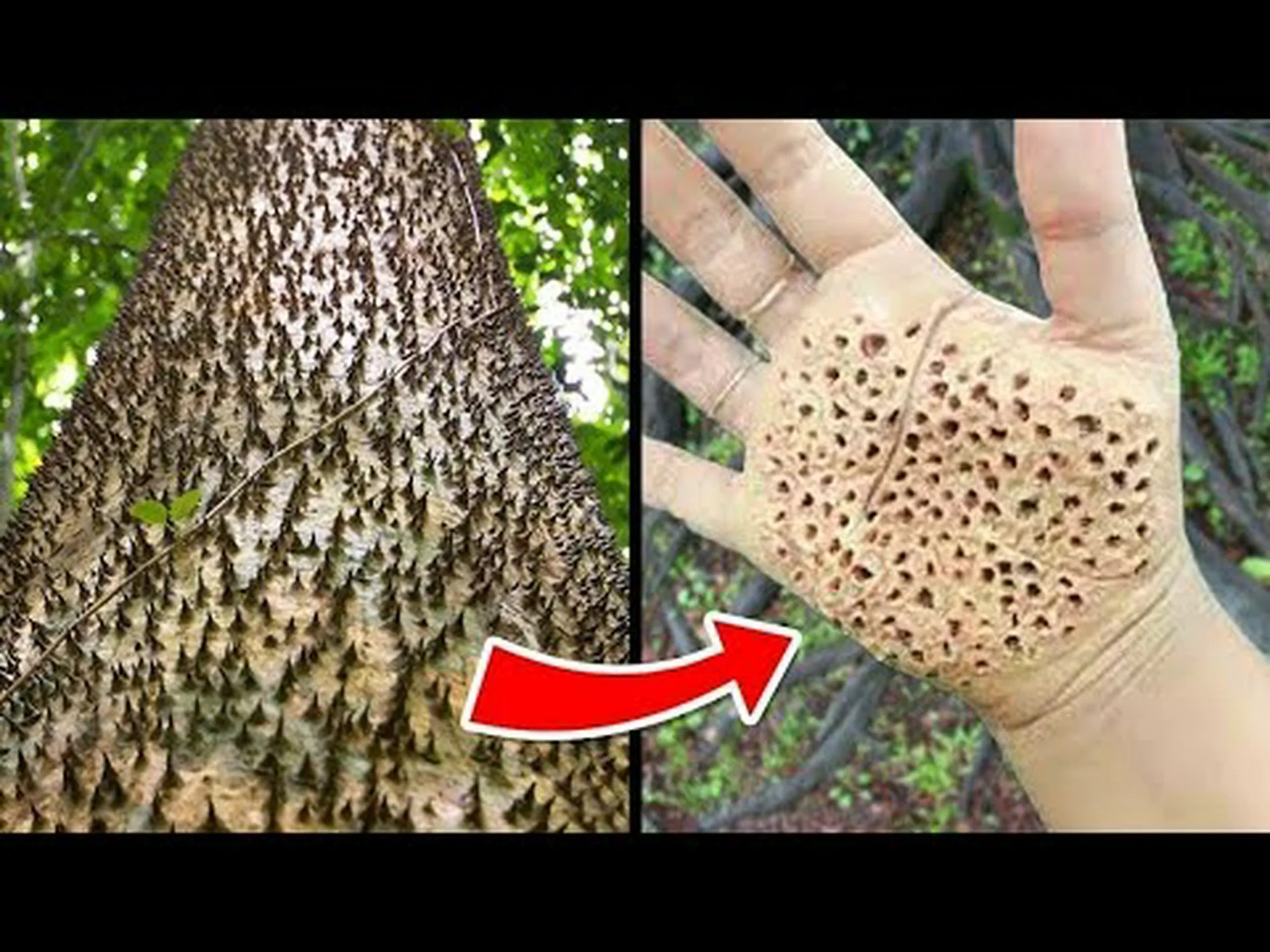 木の葉の下に潜む危険な生き物を見つけよう 木の葉の下に潜む危険な生き物を見つけよう