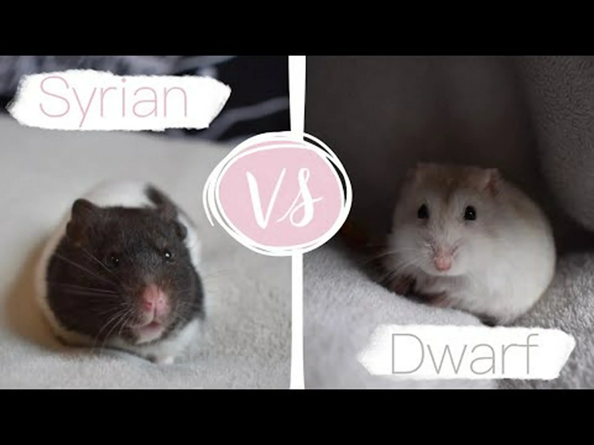 ドワーフとシリアンハムスター: 見分けるための主な違い ドワーフとシリアンハムスター: 見分けるための主な違い