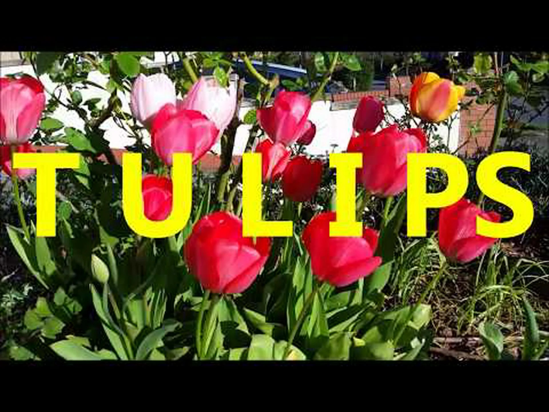 チューリップは何色ですか: チューリップの色の完全なリスト チューリップは何色ですか: チューリップの色の完全なリスト