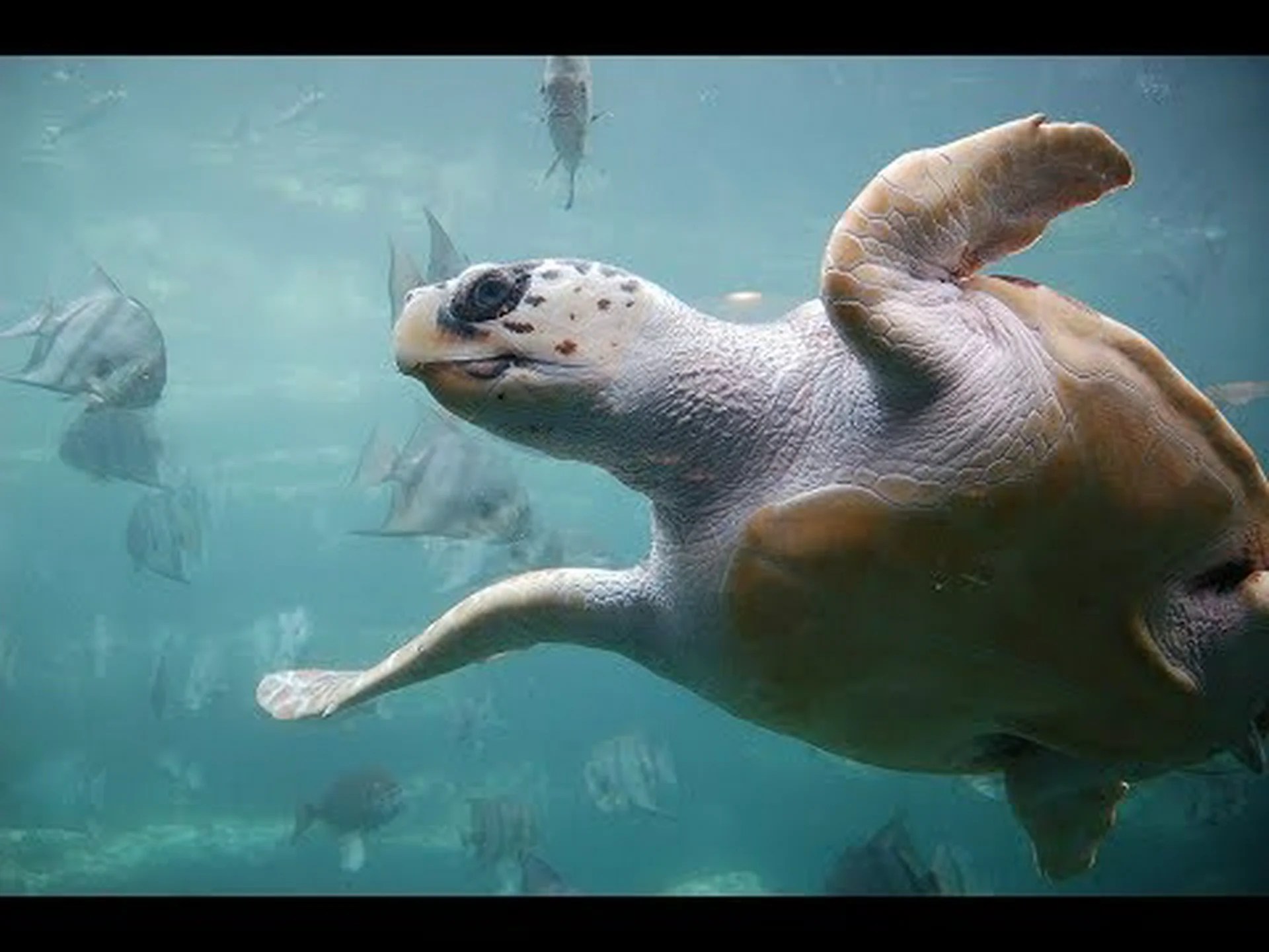 アカウミガメとアオウミガメ: 違いは何ですか? アカウミガメとアオウミガメ: 違いは何ですか?