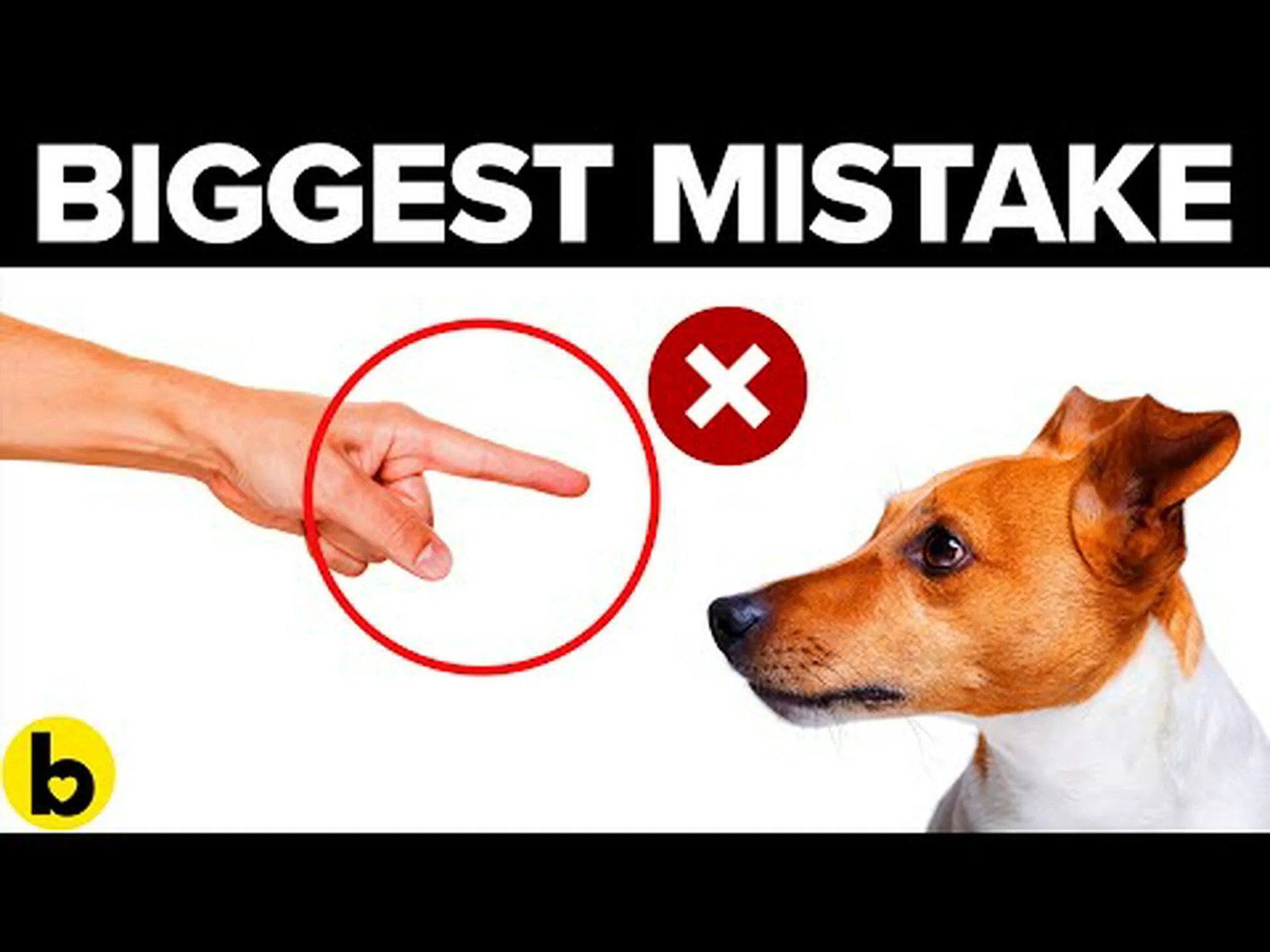 新しい飼い主が犬を社交化する際に犯しやすい 11 の間違い 新しい飼い主が犬を社交化する際に犯しやすい 11 の間違い