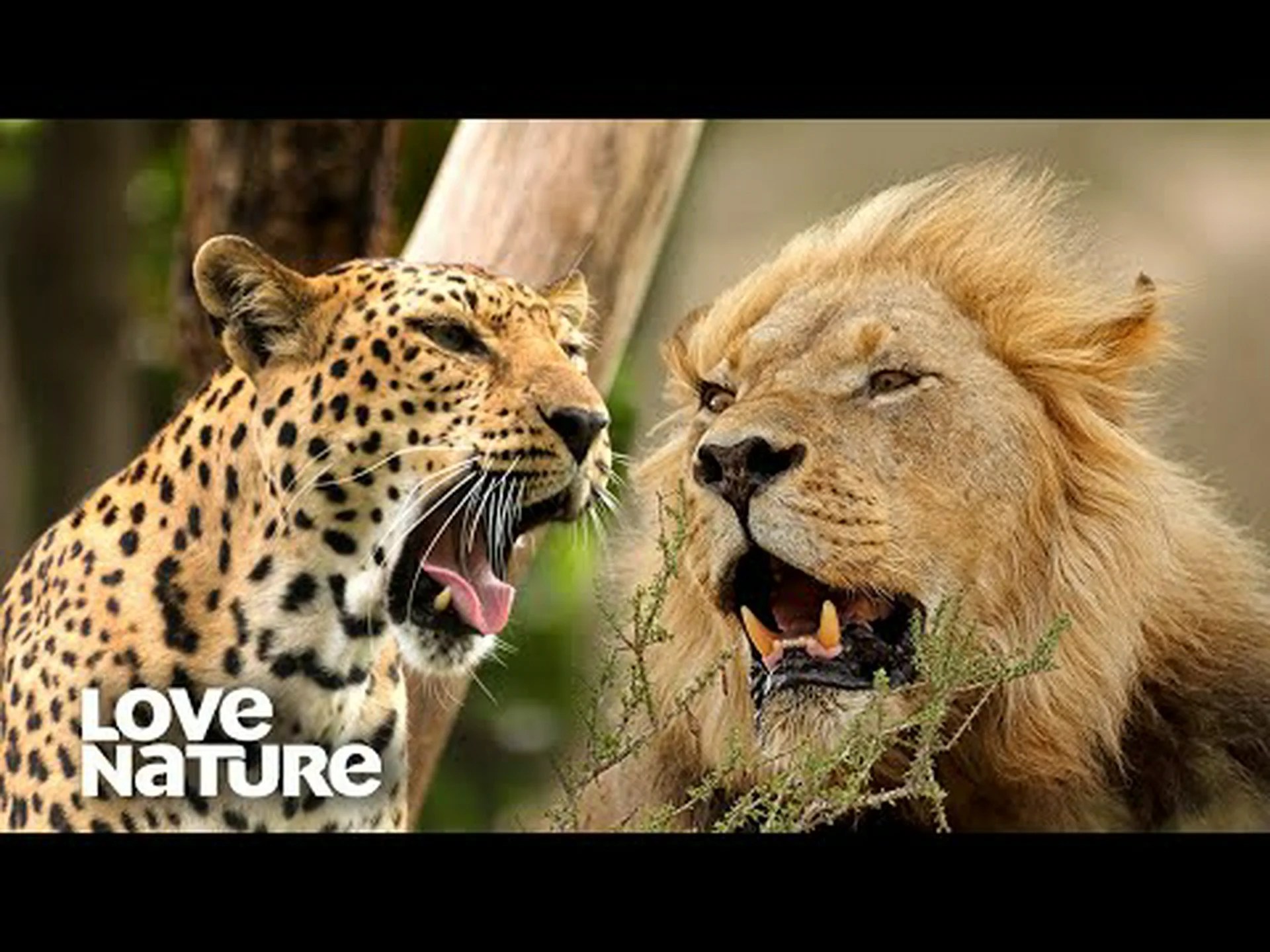 ヒョウ vs ライオン: 戦ったらどちらが勝つでしょうか? ヒョウ vs ライオン: 戦ったらどちらが勝つでしょうか?