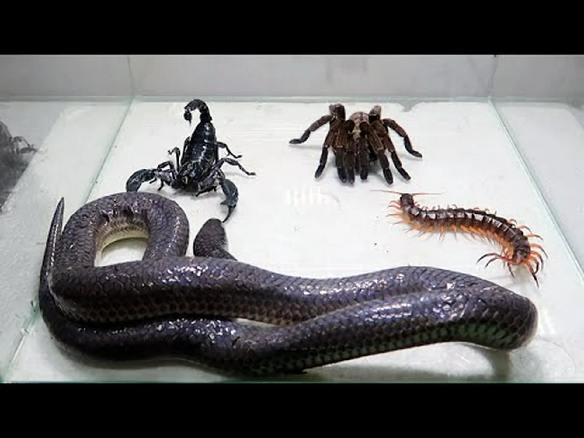 タランチュラ vs ガラガラヘビ – 誰が誰を食べる? タランチュラ vs ガラガラヘビ – 誰が誰を食べる?