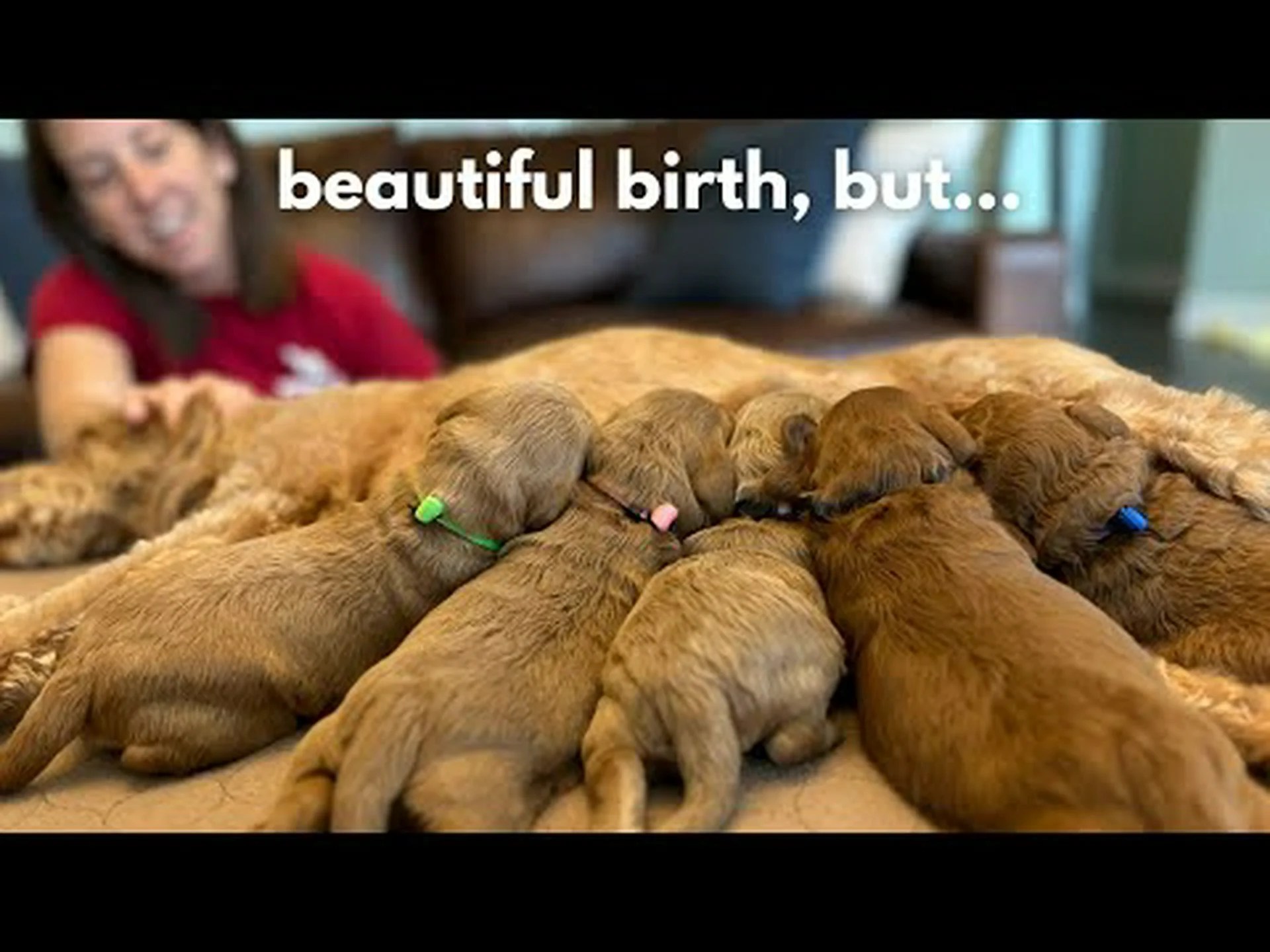 2024 年ゴールデンドゥードルデー: 日付、由来、祝い方 2024 年ゴールデンドゥードルデー: 日付、由来、祝い方