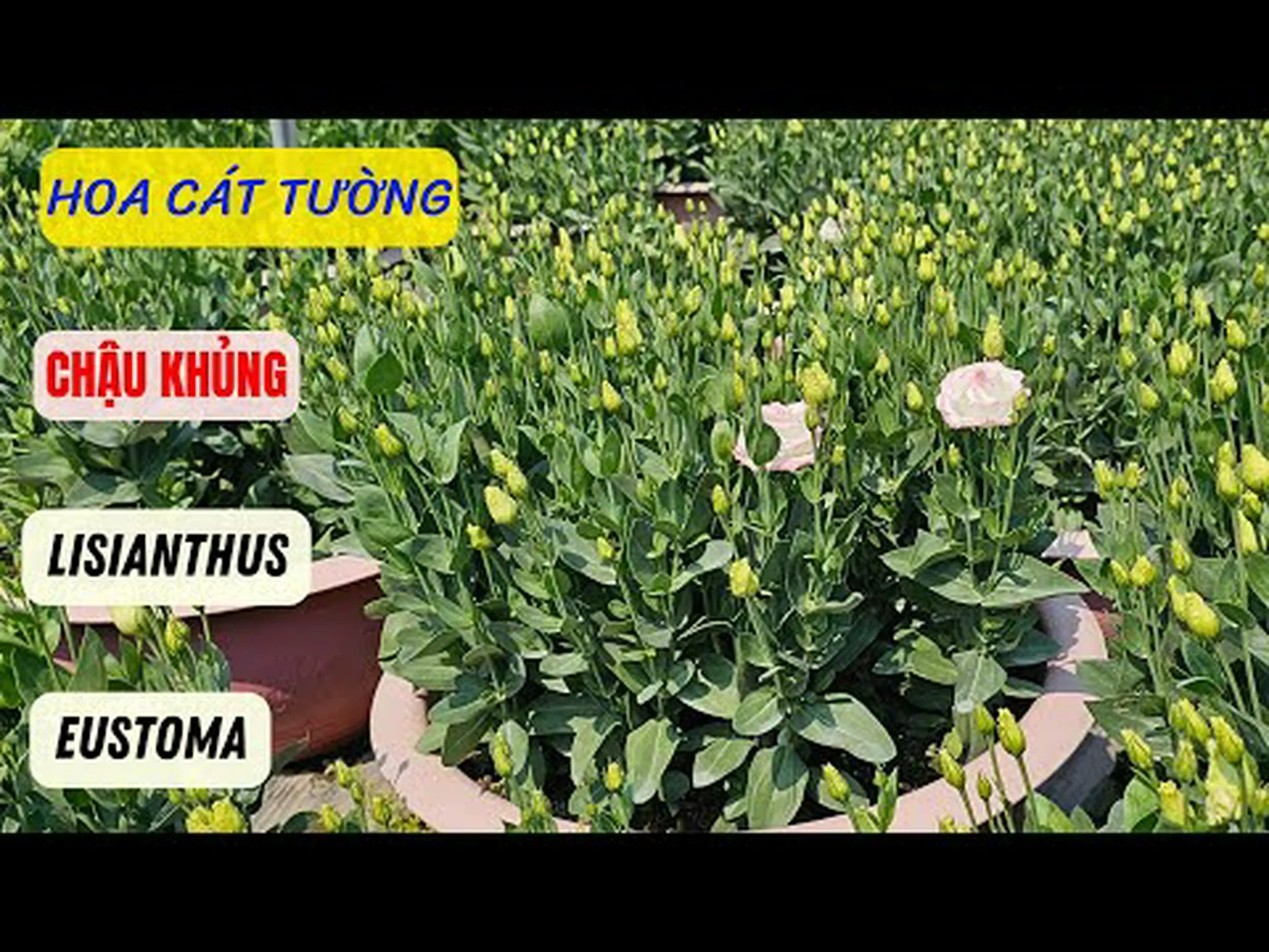 リシアンサス vs. バラ: あなたの庭にはどちらが適していますか? リシアンサス vs. バラ: あなたの庭にはどちらが適していますか?