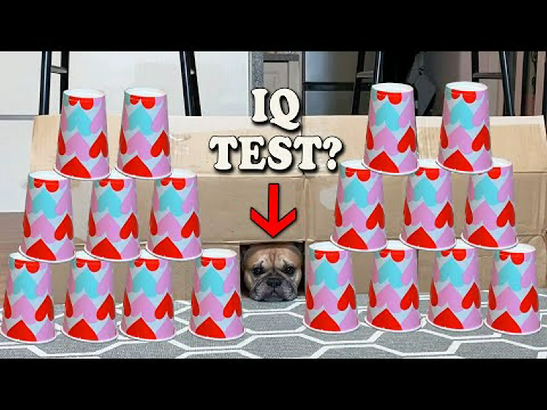 フレンチブルドッグはどのくらい賢いのでしょうか?彼らの知性について私たちが知っていることすべて フレンチブルドッグはどのくらい賢いのでしょうか?彼らの知性について私たちが知っていることすべて