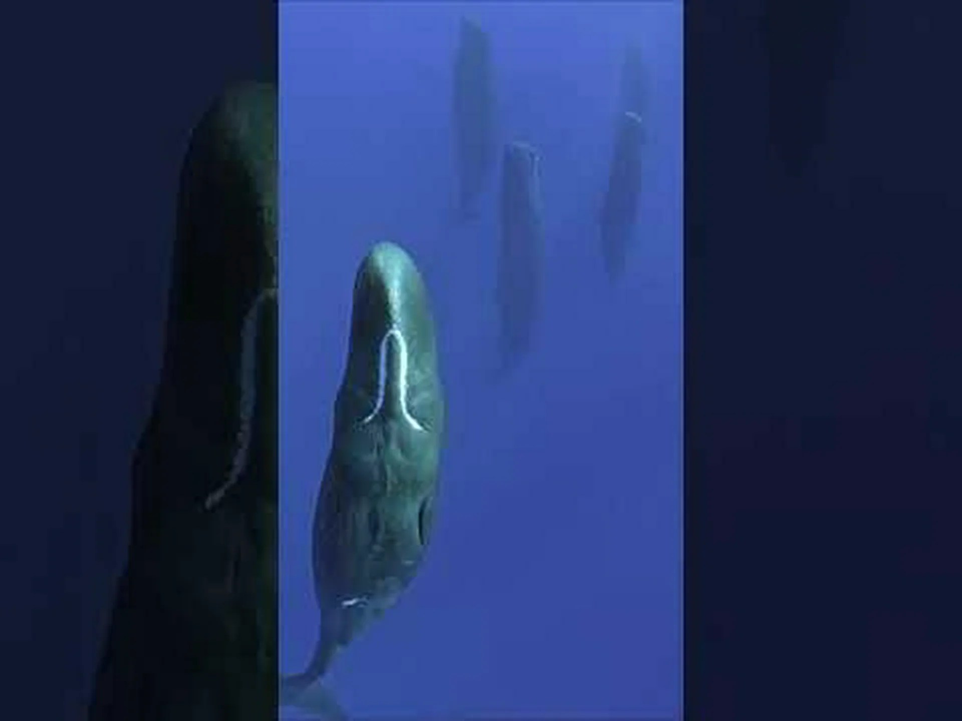 眠っているマッコウクジラが垂直潜水艦のように見える様子をご覧ください 眠っているマッコウクジラが垂直潜水艦のように見える様子をご覧ください