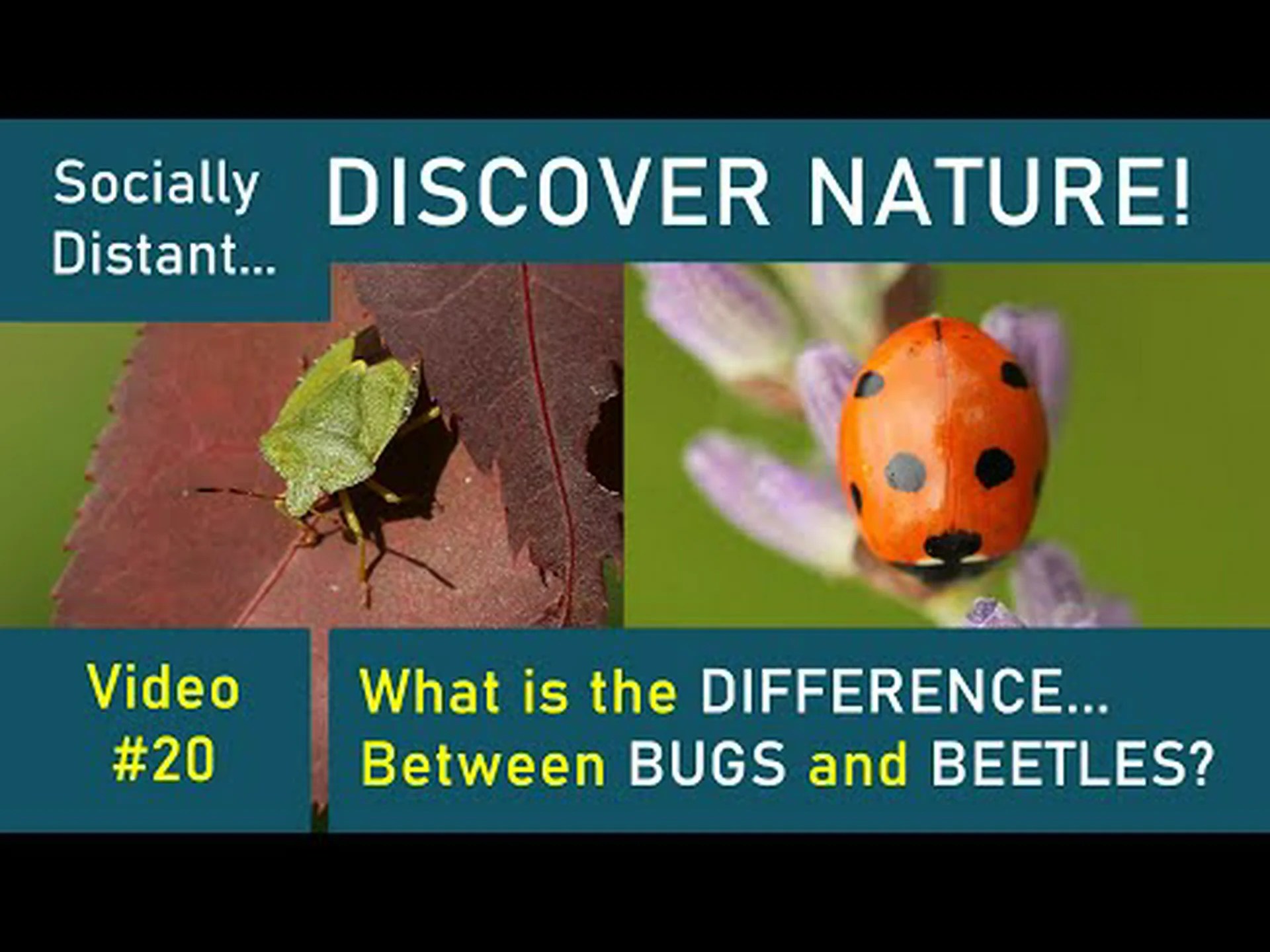 メイビートルとジューンバグ: 違いは何ですか? メイビートルとジューンバグ: 違いは何ですか?