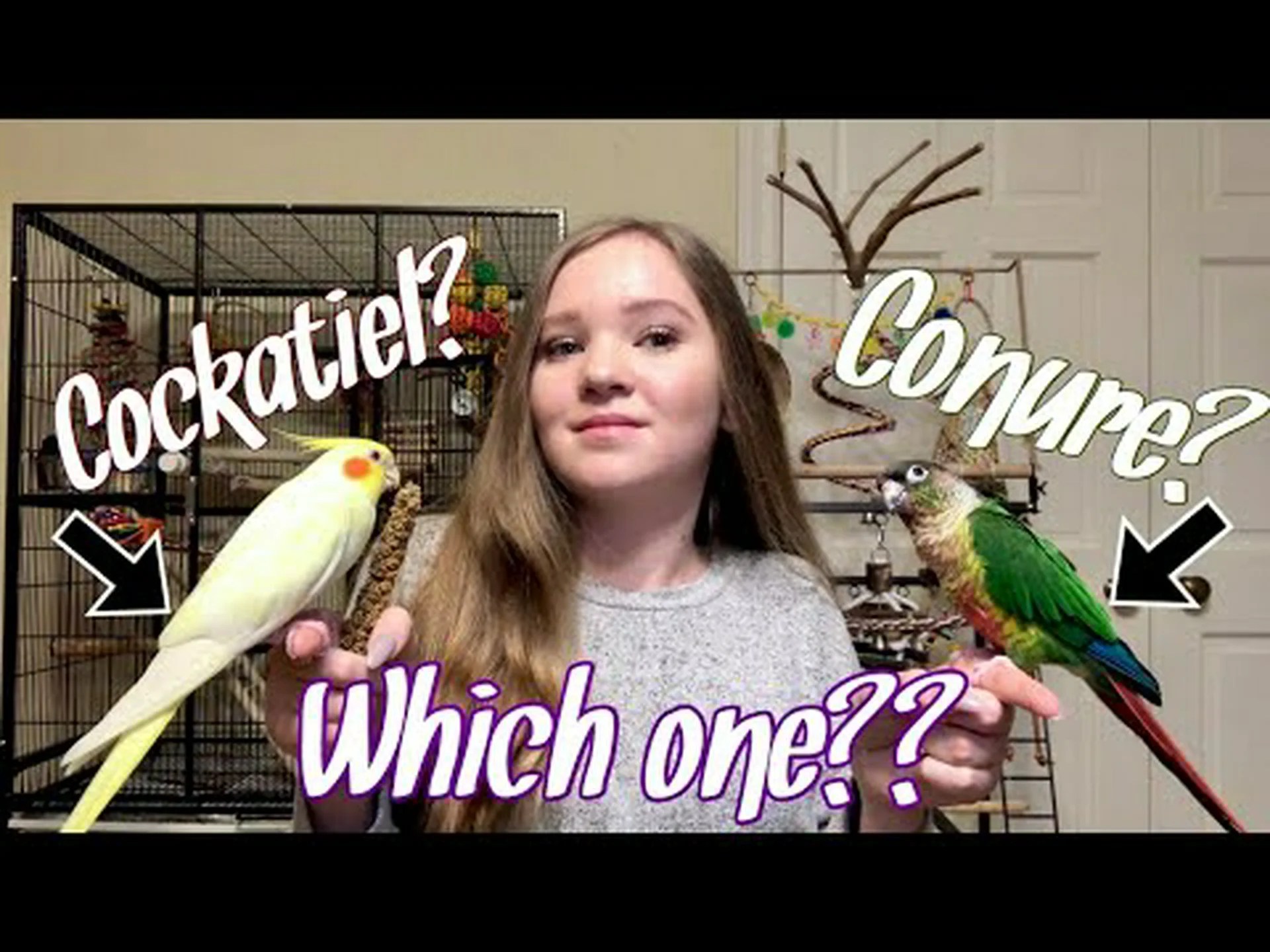 オカメインコとインコ: どちらが自分に適しているかを決めるための 5 つの主な違い オカメインコとインコ: どちらが自分に適しているかを決めるための 5 つの主な違い