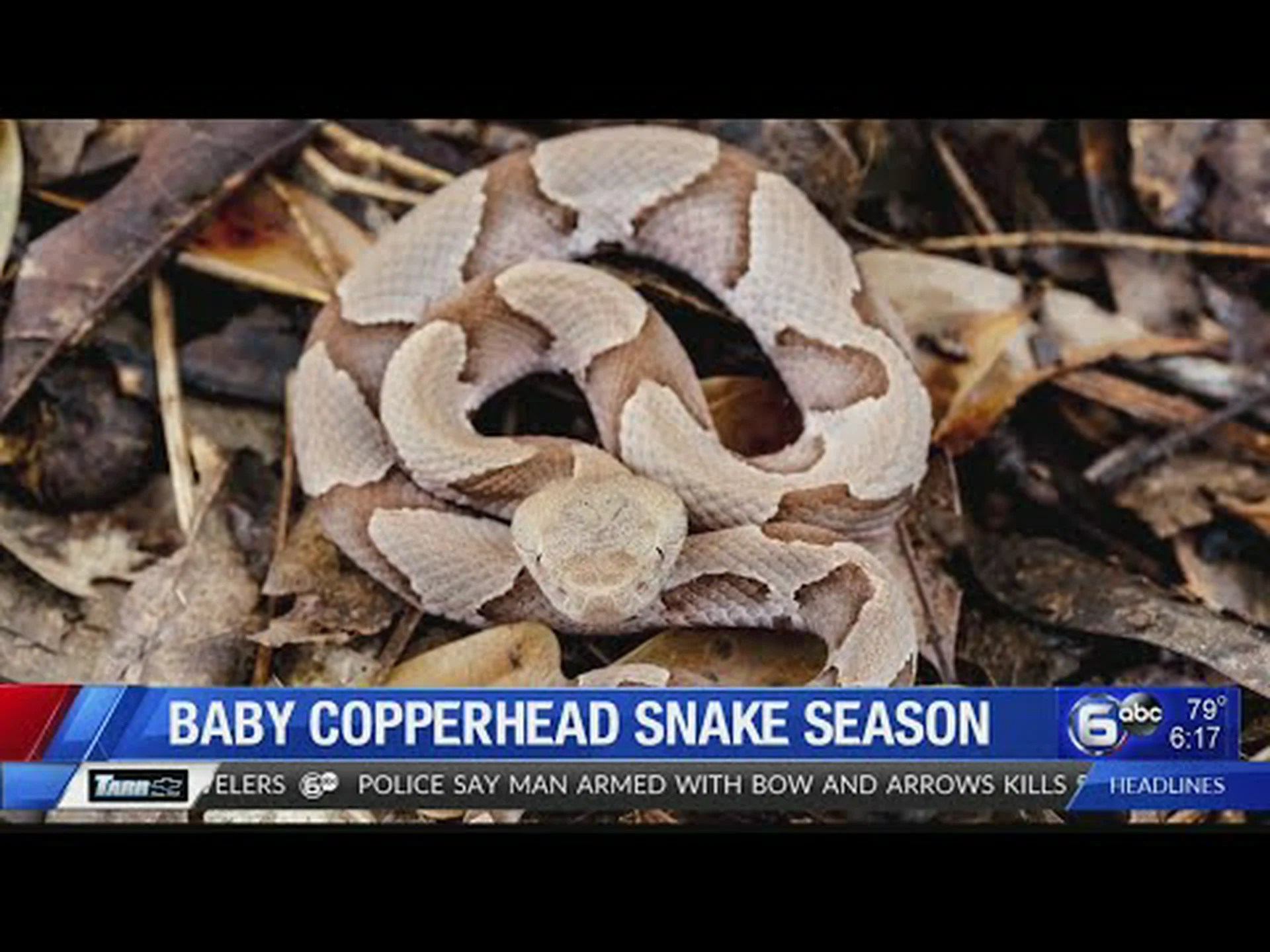 マムシの赤ちゃんの季節はいつ始まりますか? マムシの赤ちゃんの季節はいつ始まりますか?