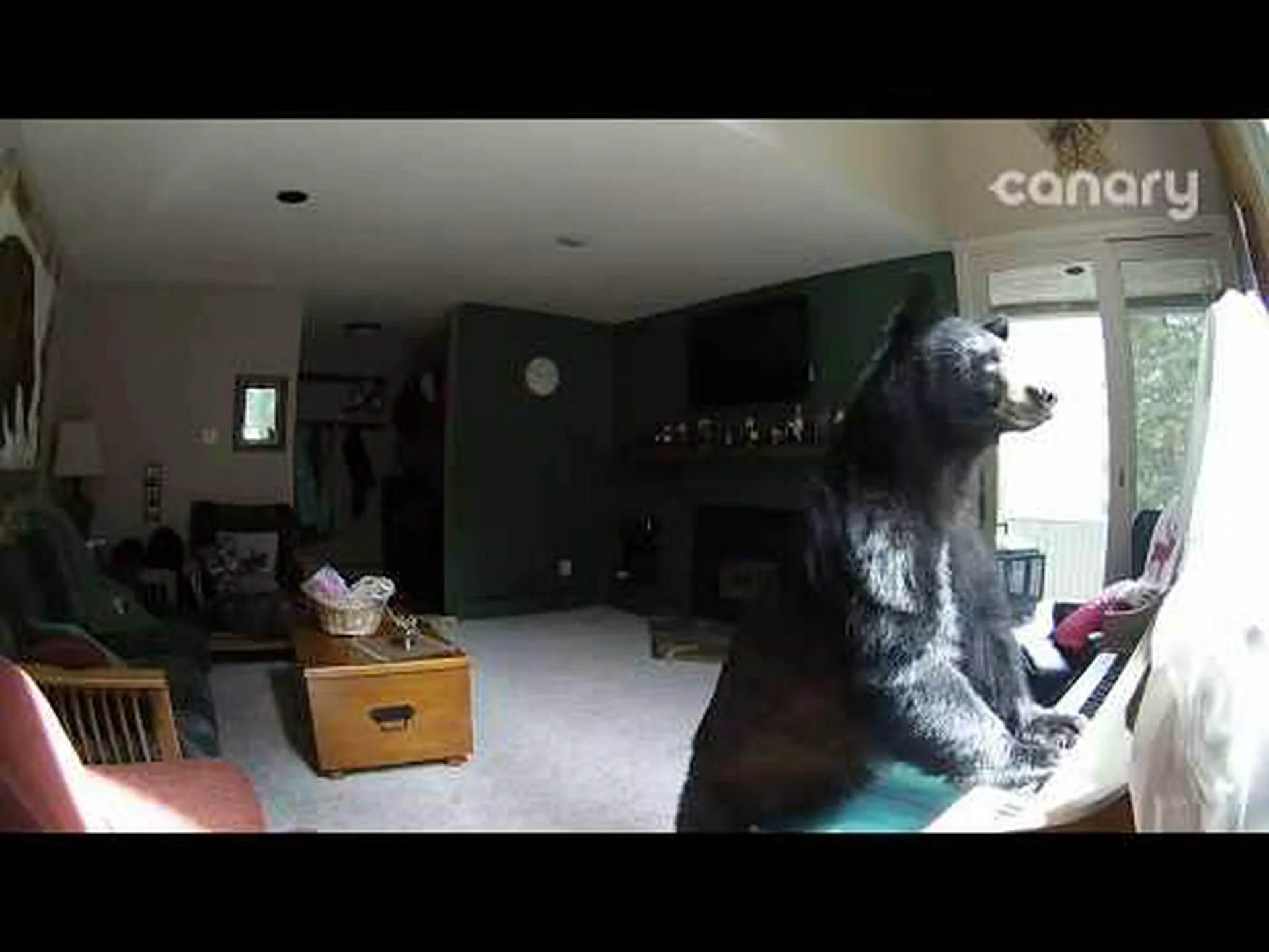 コロラドクマが家に侵入しピアノを弾く コロラドクマが家に侵入しピアノを弾く