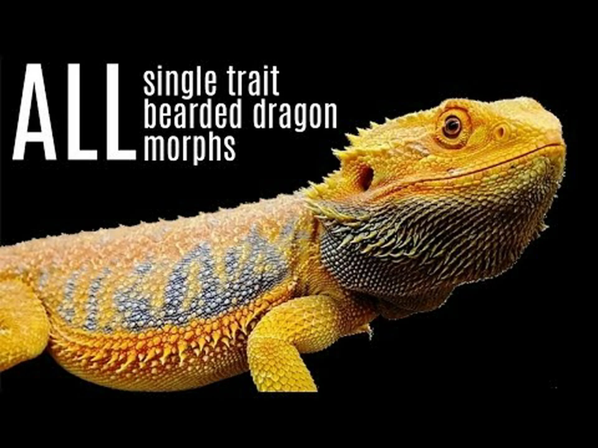 フトアゴヒゲトカゲのモルフ: 25 種類以上のフトアゴヒゲトカゲを発見 フトアゴヒゲトカゲのモルフ: 25 種類以上のフトアゴヒゲトカゲを発見