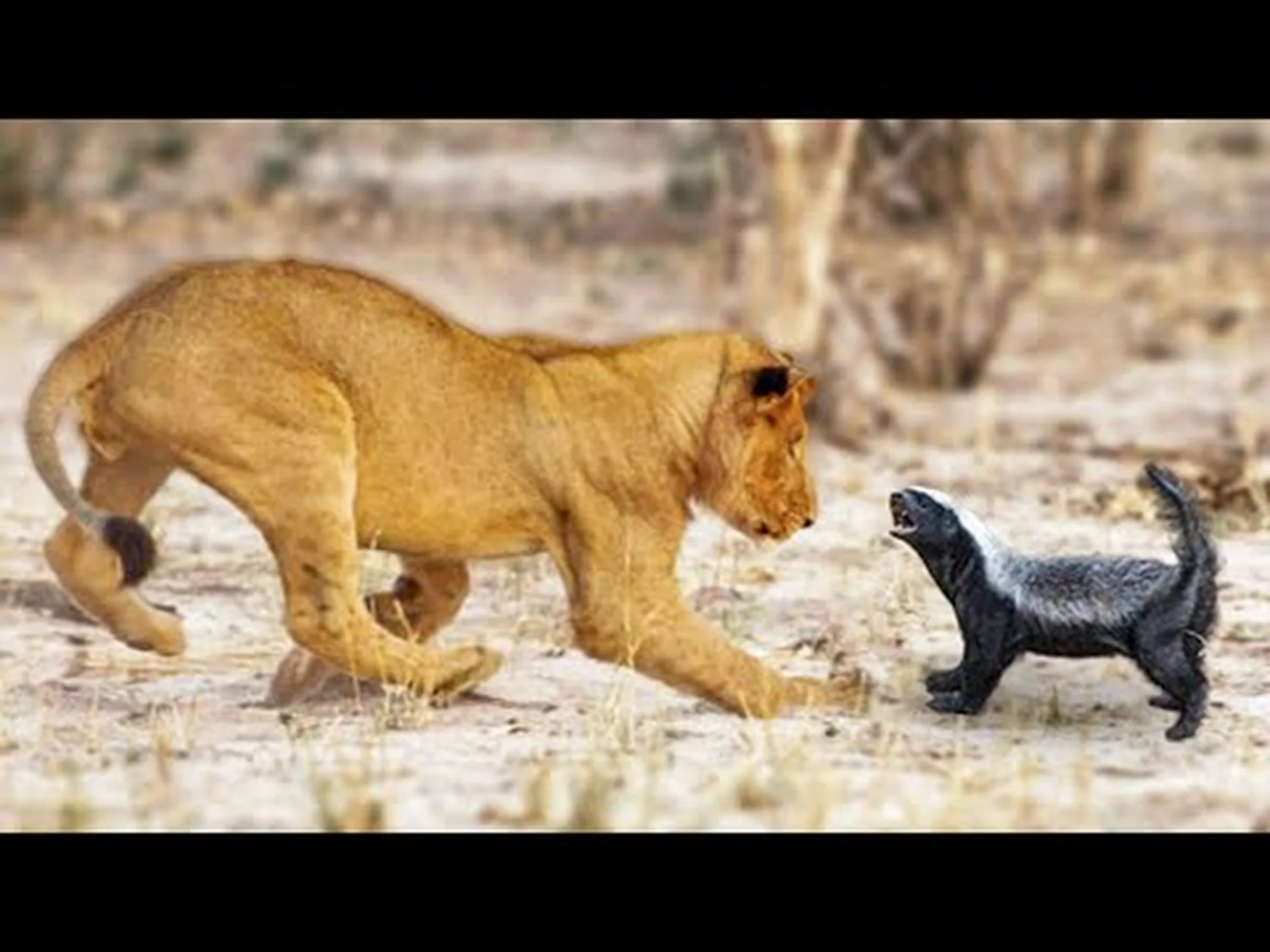 ラーテル vs ライオン: 戦ったらどちらが勝ちますか? ラーテル vs ライオン: 戦ったらどちらが勝ちますか?