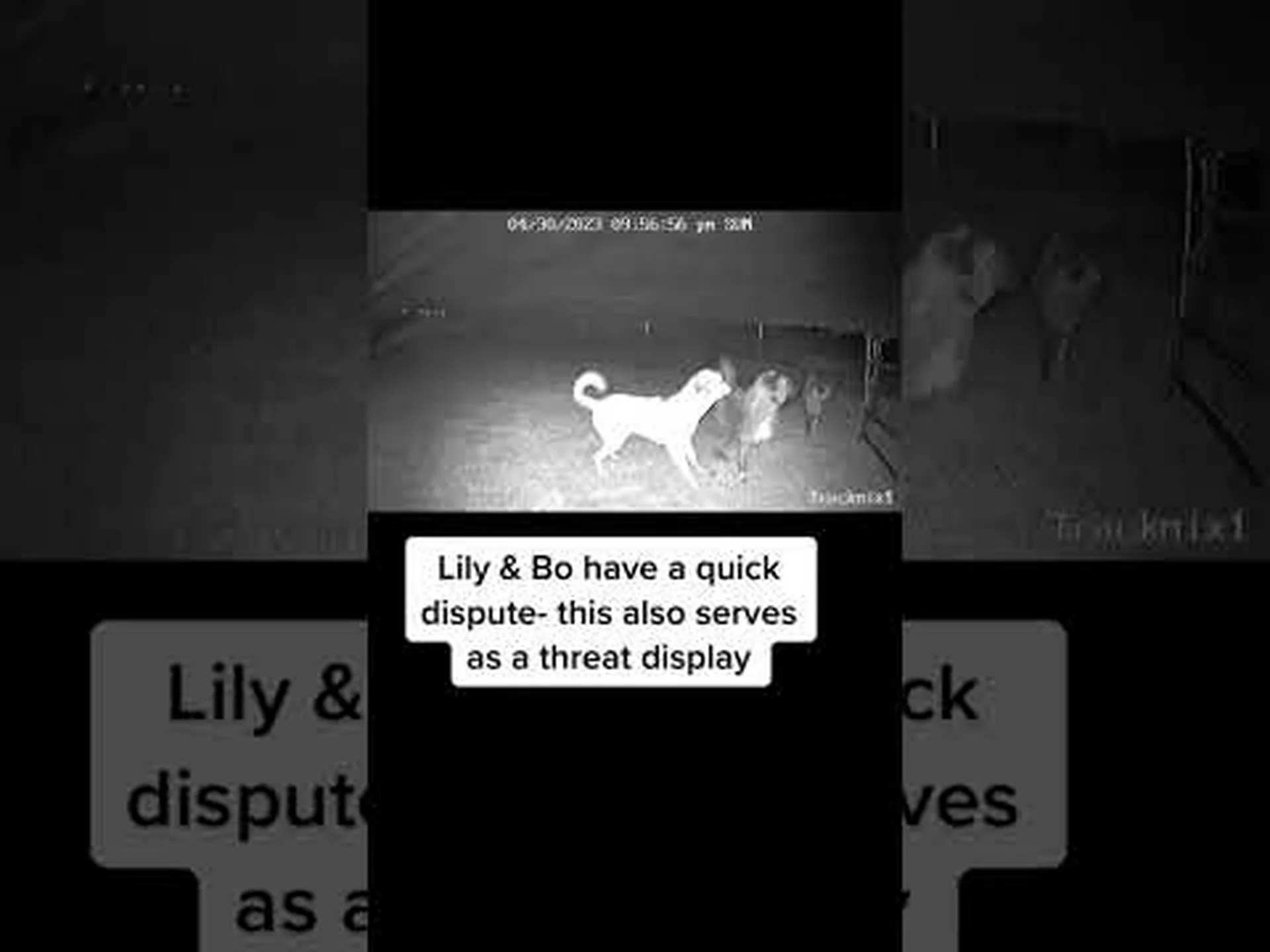このいたずら好きのコヨーテは郊外の番犬になる準備ができていませんでした このいたずら好きのコヨーテは郊外の番犬になる準備ができていませんでした
