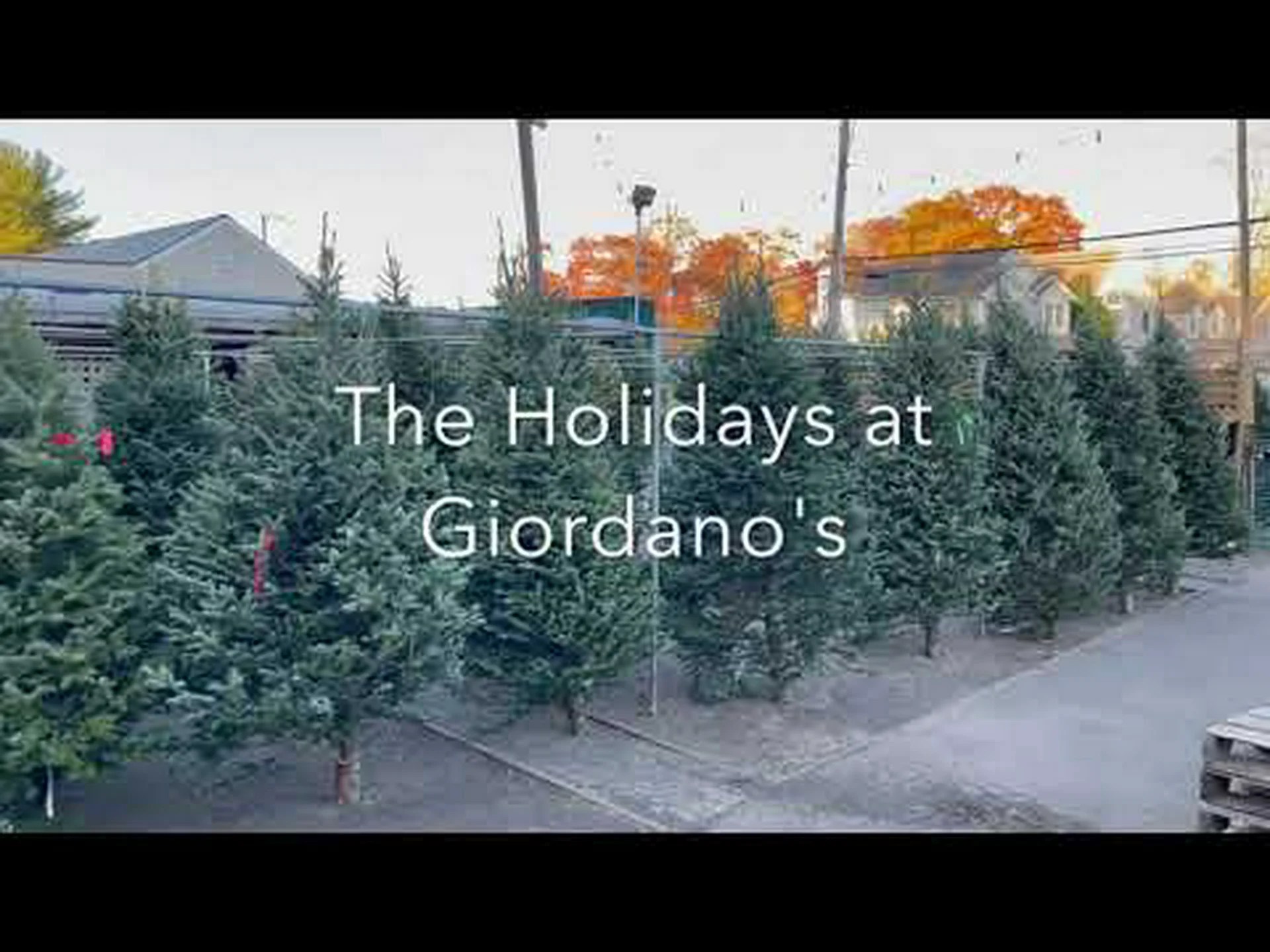 フレーザーファーとバルサムファー: 5 つの主な違い フレーザーファーとバルサムファー: 5 つの主な違い