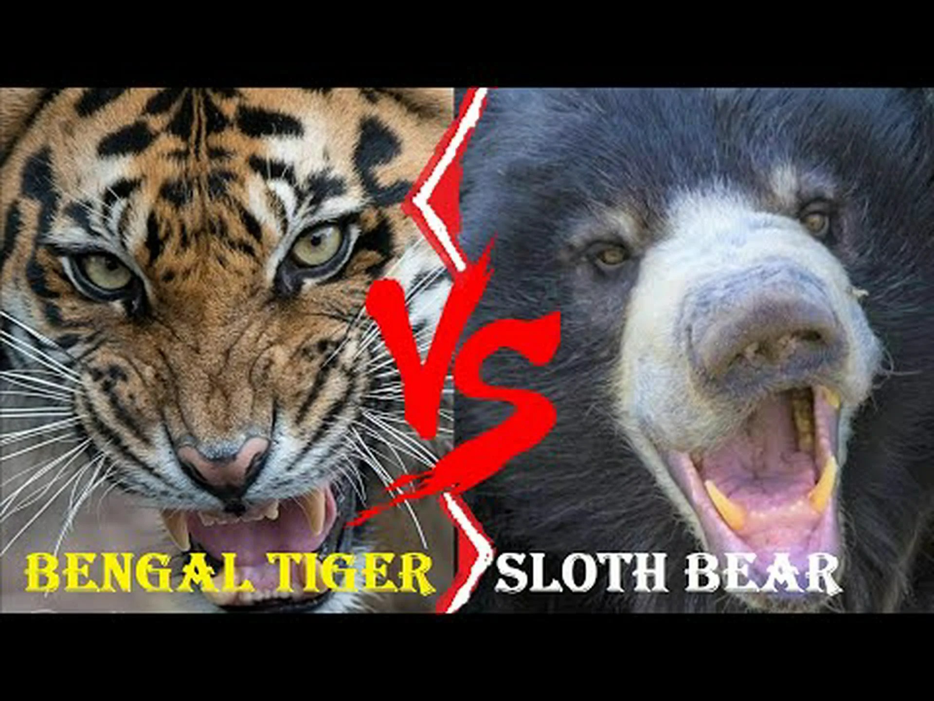 ナマケグマ vs トラ: 戦ったらどちらが勝ちますか? ナマケグマ vs トラ: 戦ったらどちらが勝ちますか?